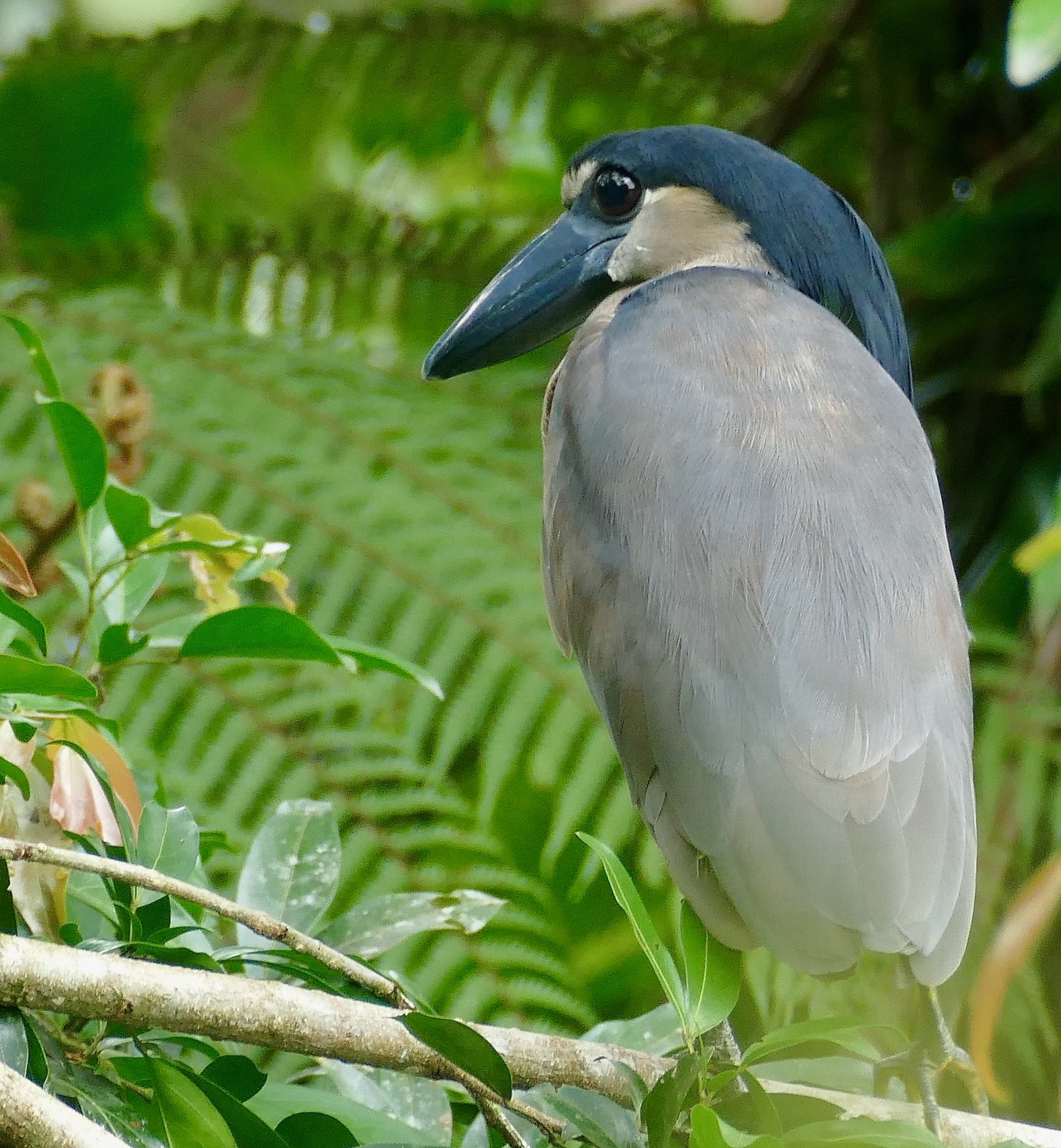 Schuitbekreiger (Cochlearius cochlearius)