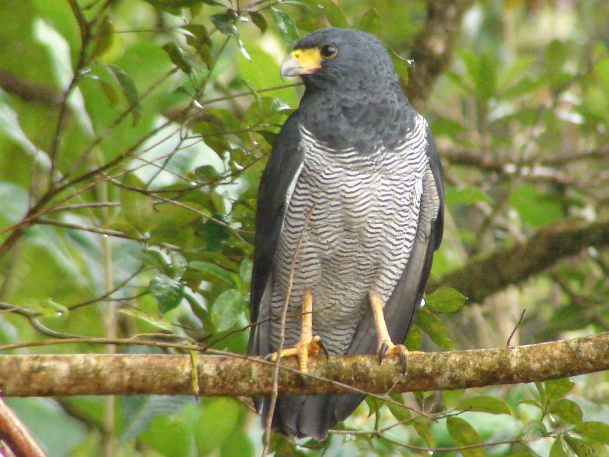 Sclaters buizerd (Morphnarchus princeps)