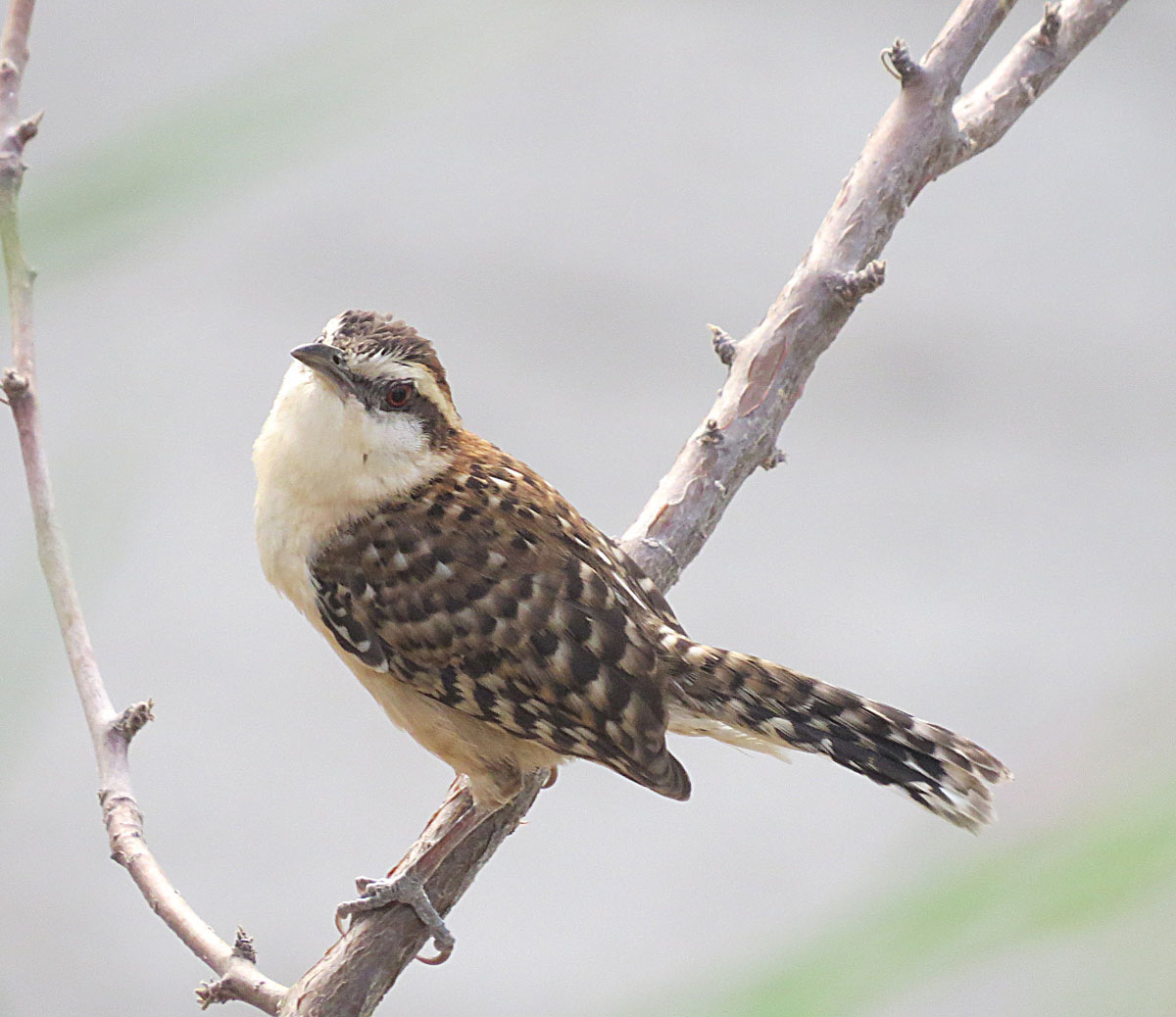 Sclaters winterkoning (Campylorhynchus humilis)