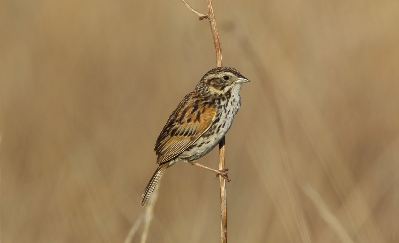 Sierra-Madregors (Xenospiza baileyi)