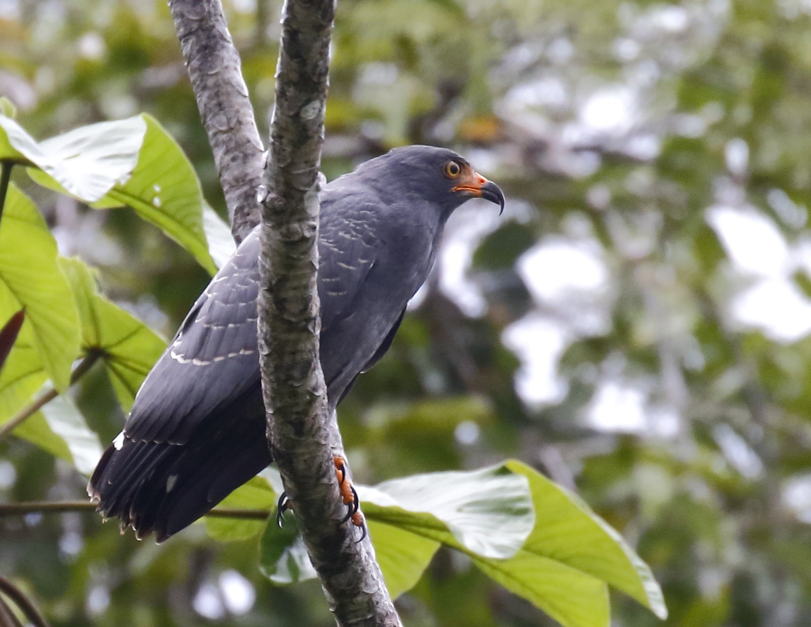 Slanksnavelwouw (Helicolestes hamatus)