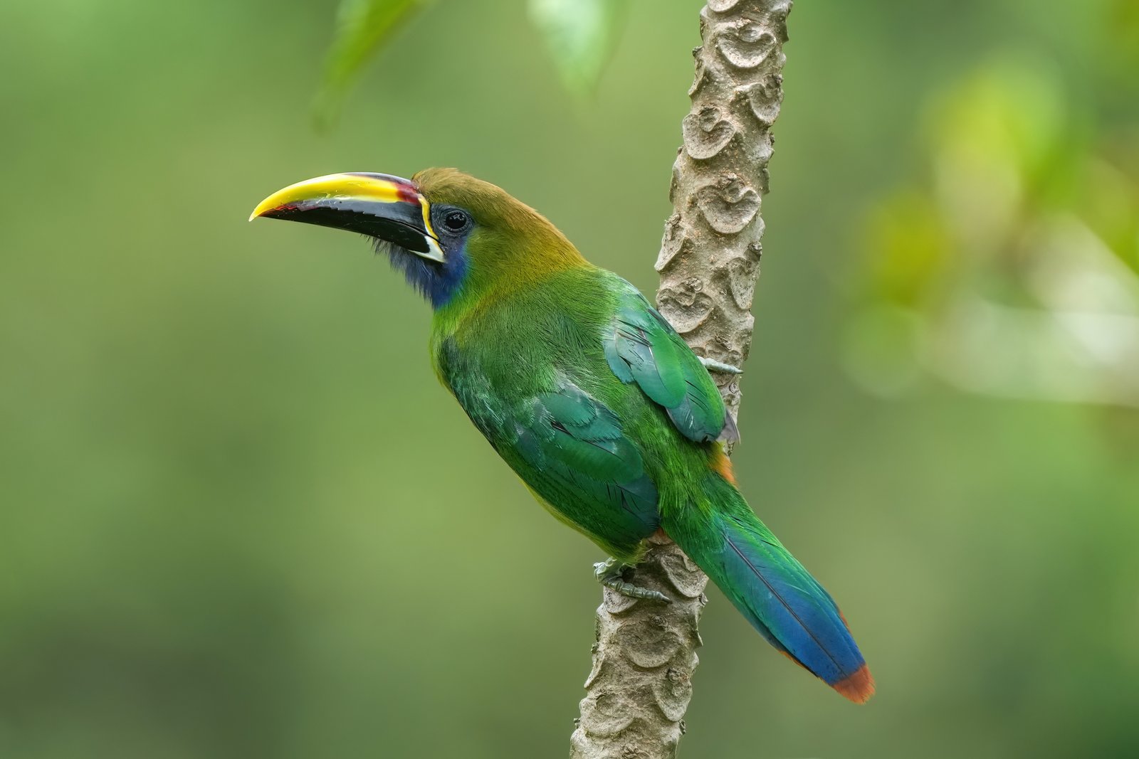 Smaragdarassari (Aulacorhynchus prasinus)