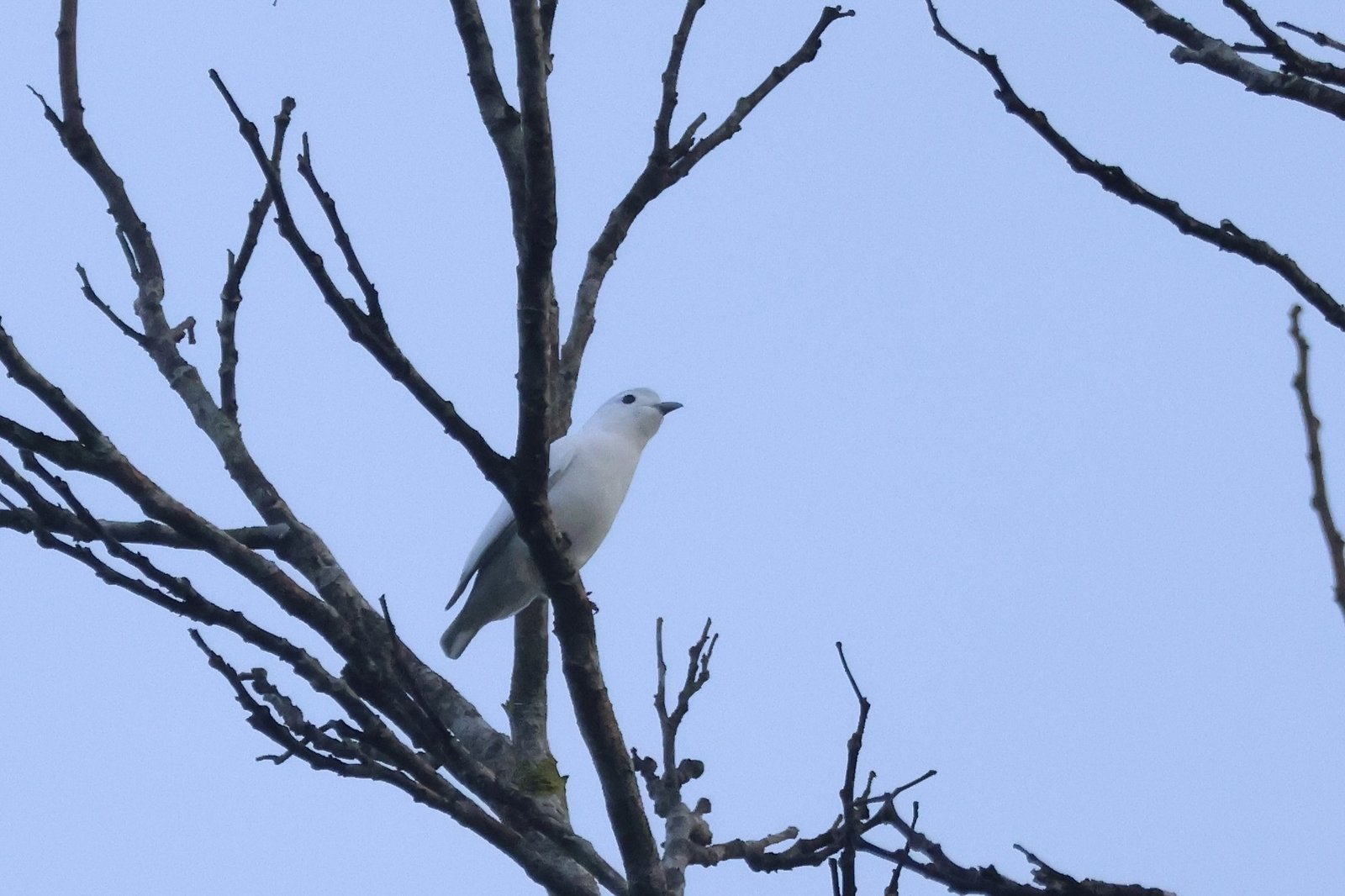 Sneeuwcotinga (Carpodectes nitidus)