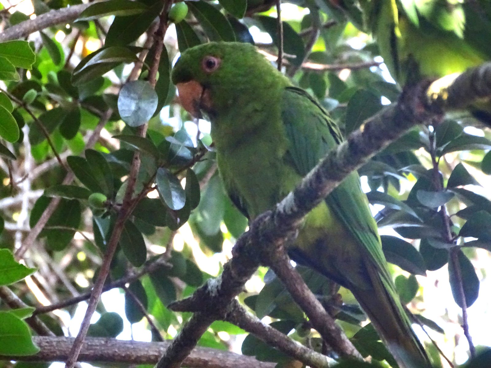 Socorroaratinga (Psittacara brevipes)