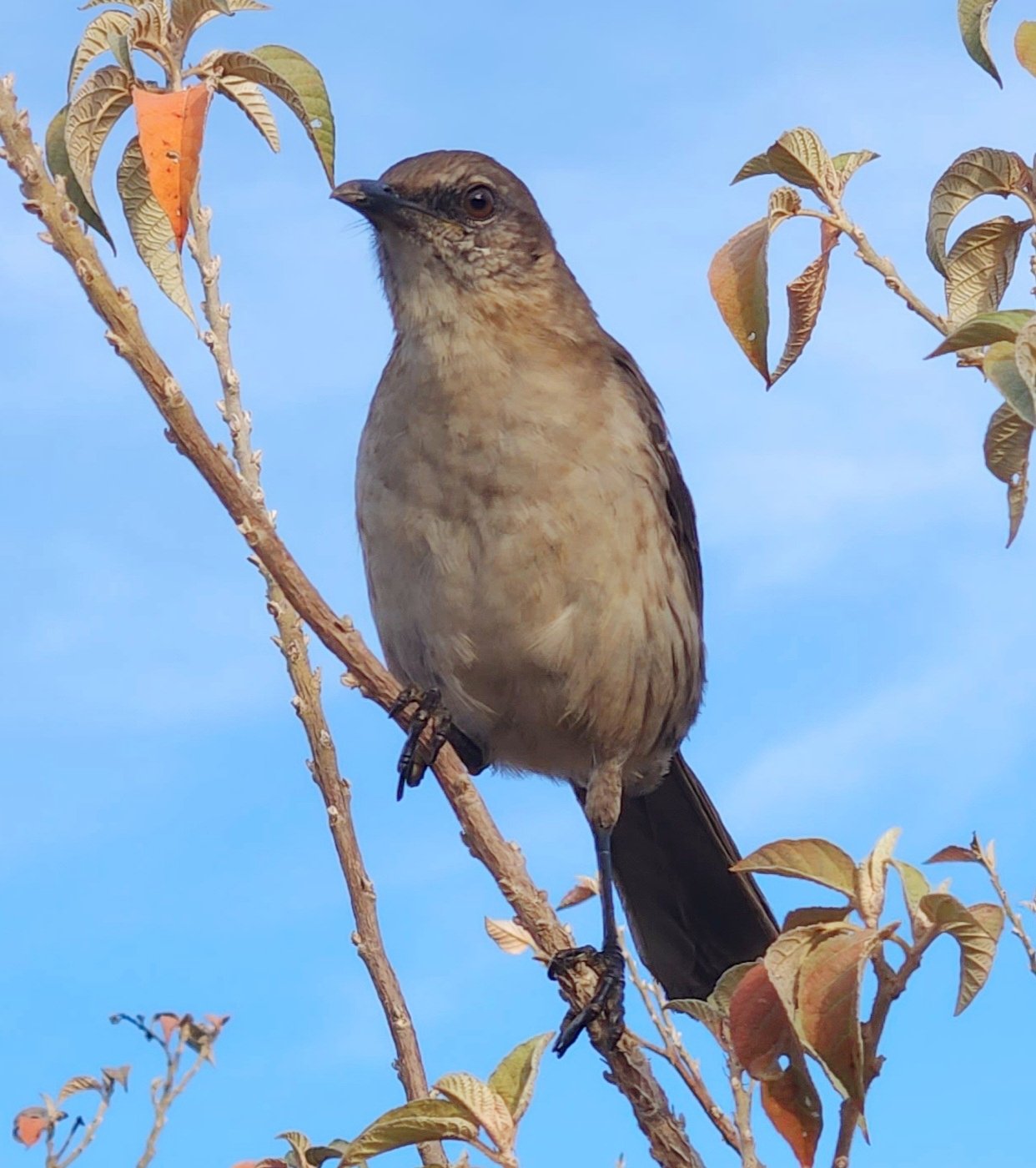 Socorrospotlijster (Mimus graysoni)