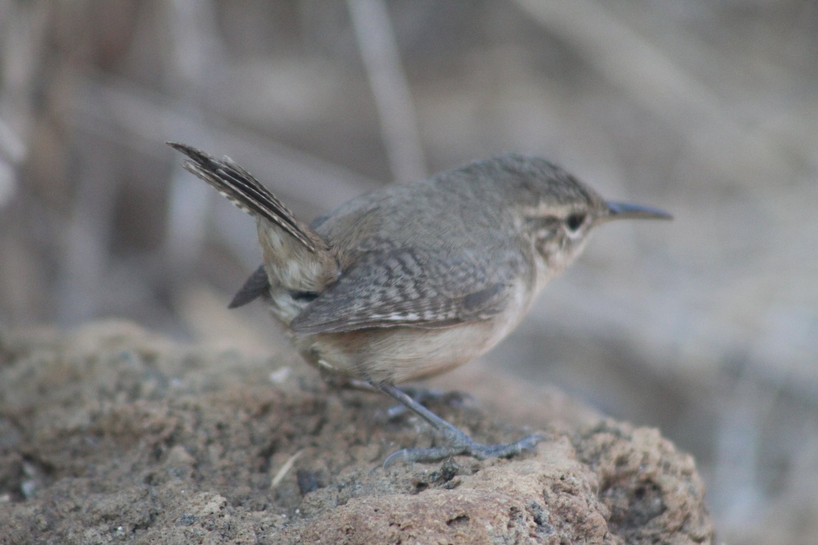 Socorrowinterkoning (Troglodytes sissonii)