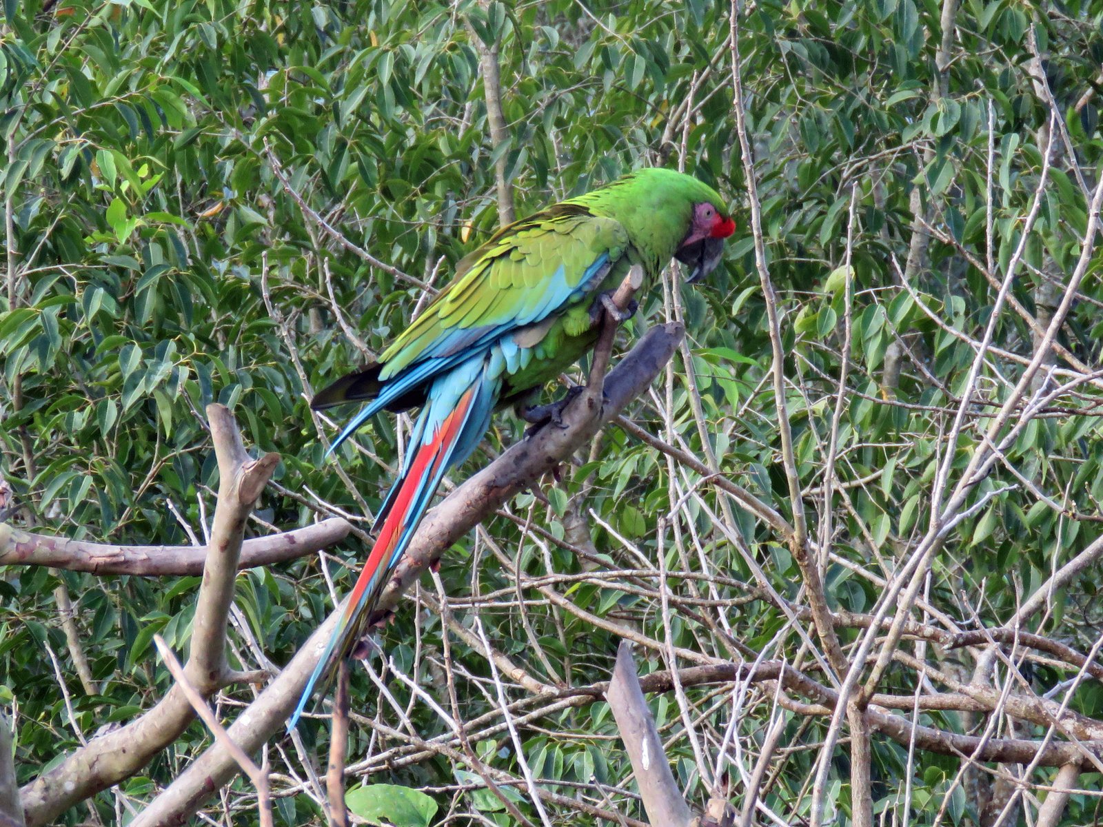 Soldatenara (Ara militaris)