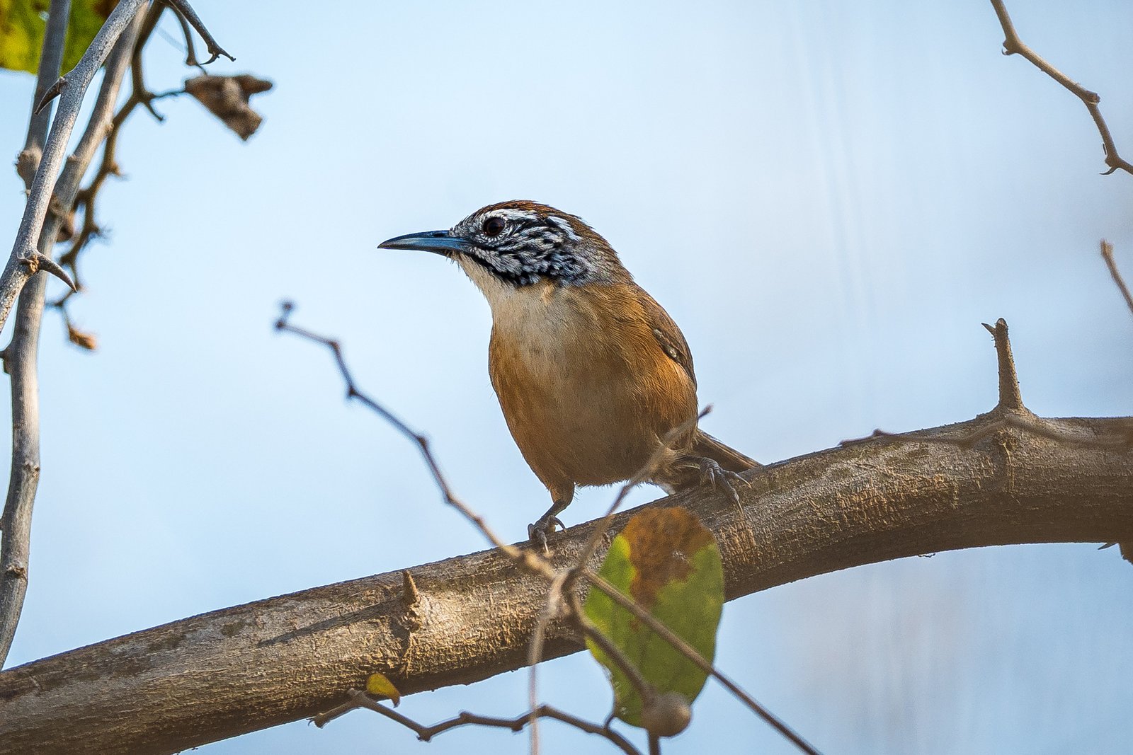 Sonorawinterkoning (Pheugopedius felix)