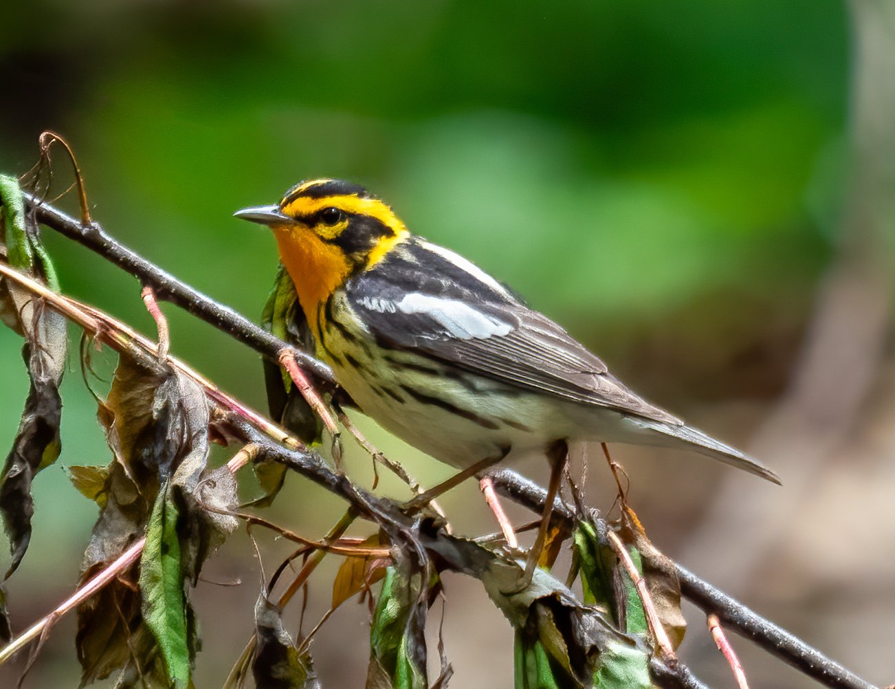 Sparrenzanger (Setophaga fusca)