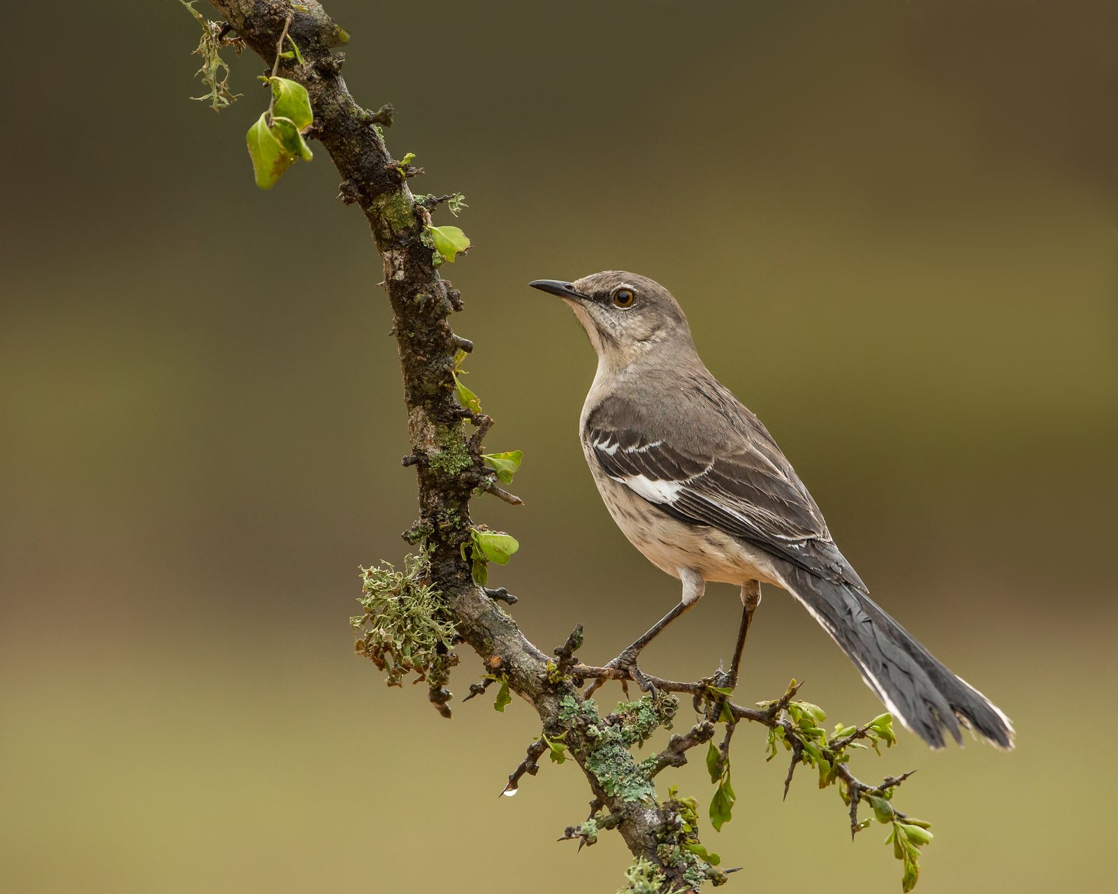 Spotlijster (Mimus polyglottos)