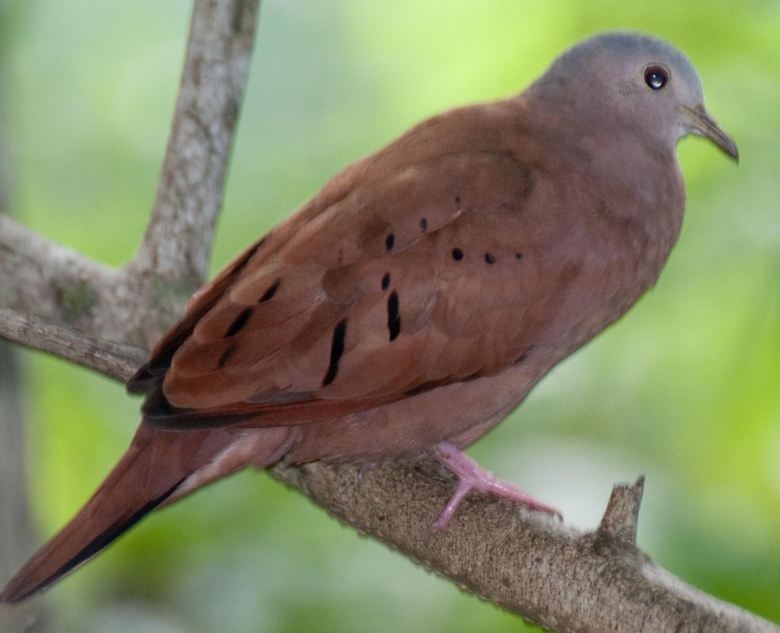 Steenduif (Columbina talpacoti)