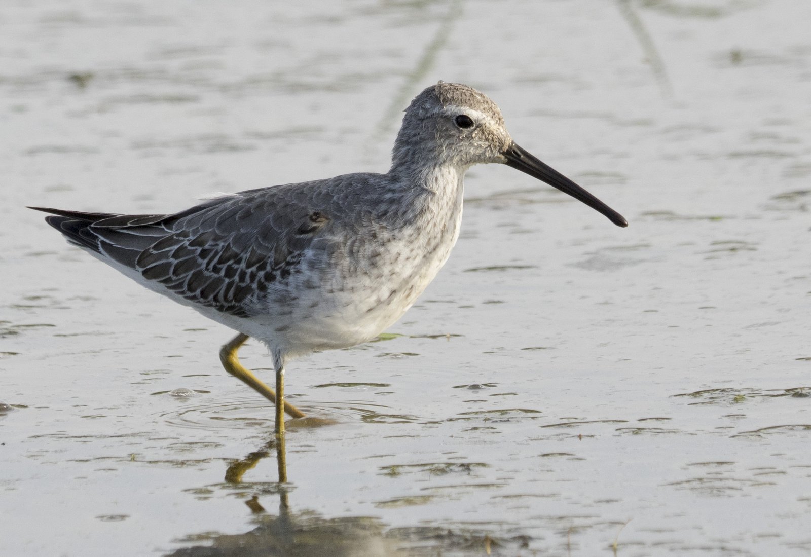 Steltstrandloper (Calidris himantopus)