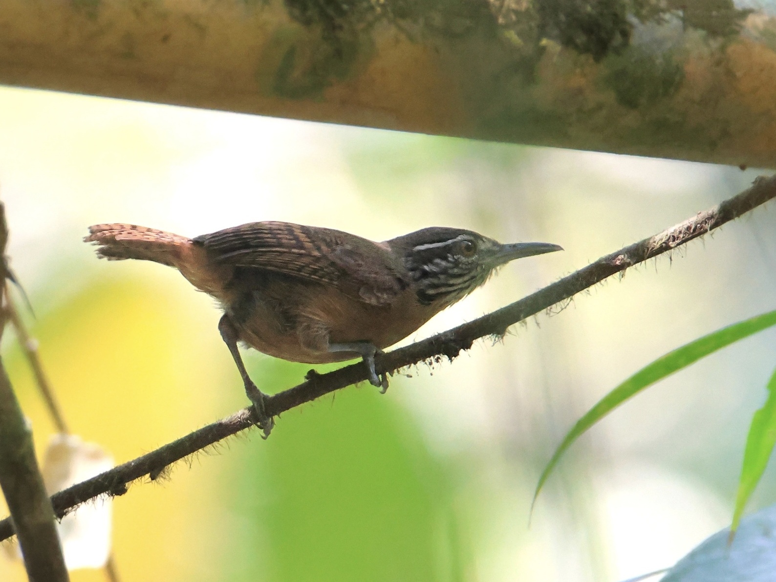 Streepkeelwinterkoning (Cantorchilus leucopogon)