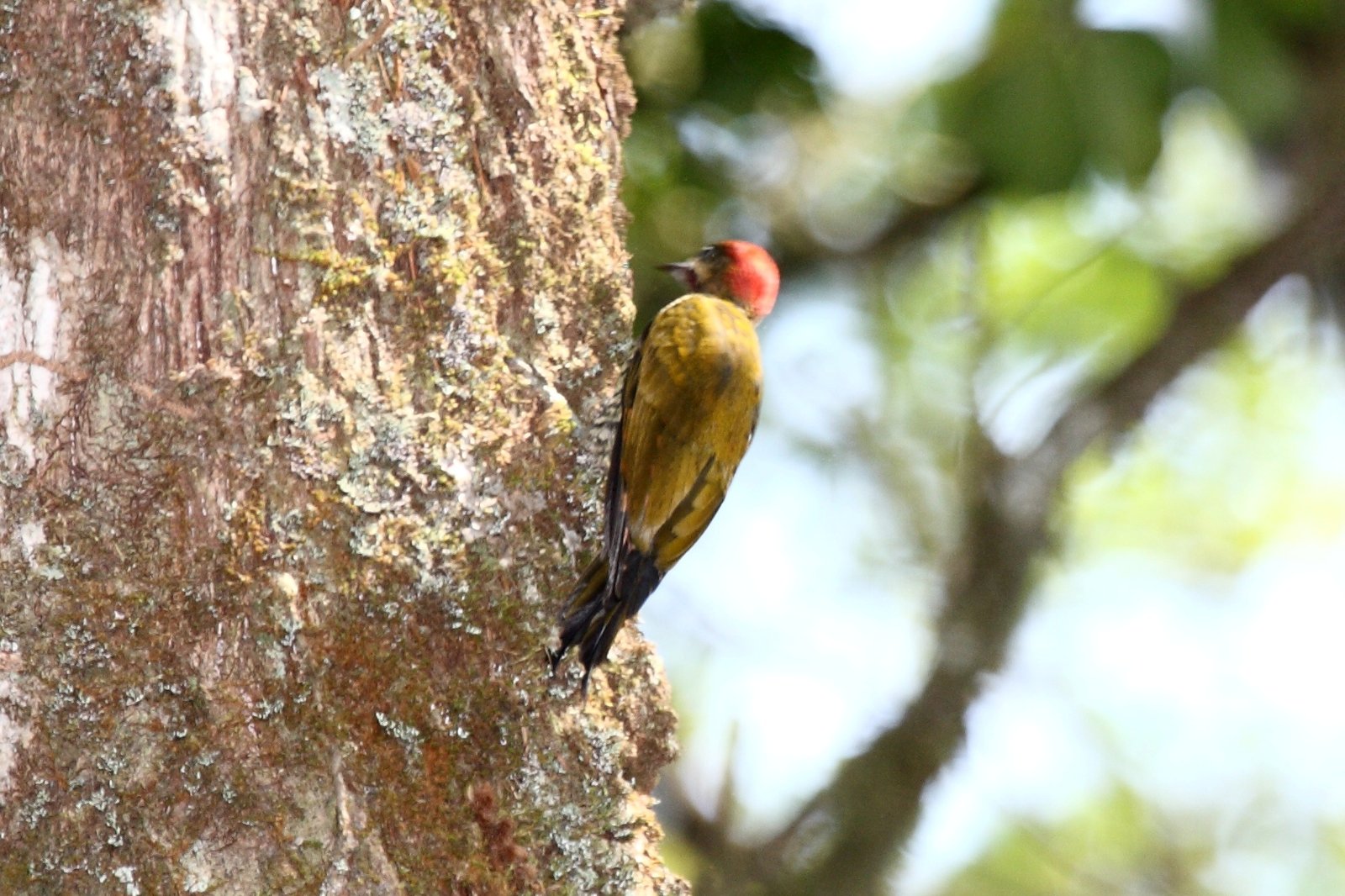 Streepwangspecht (Piculus callopterus)
