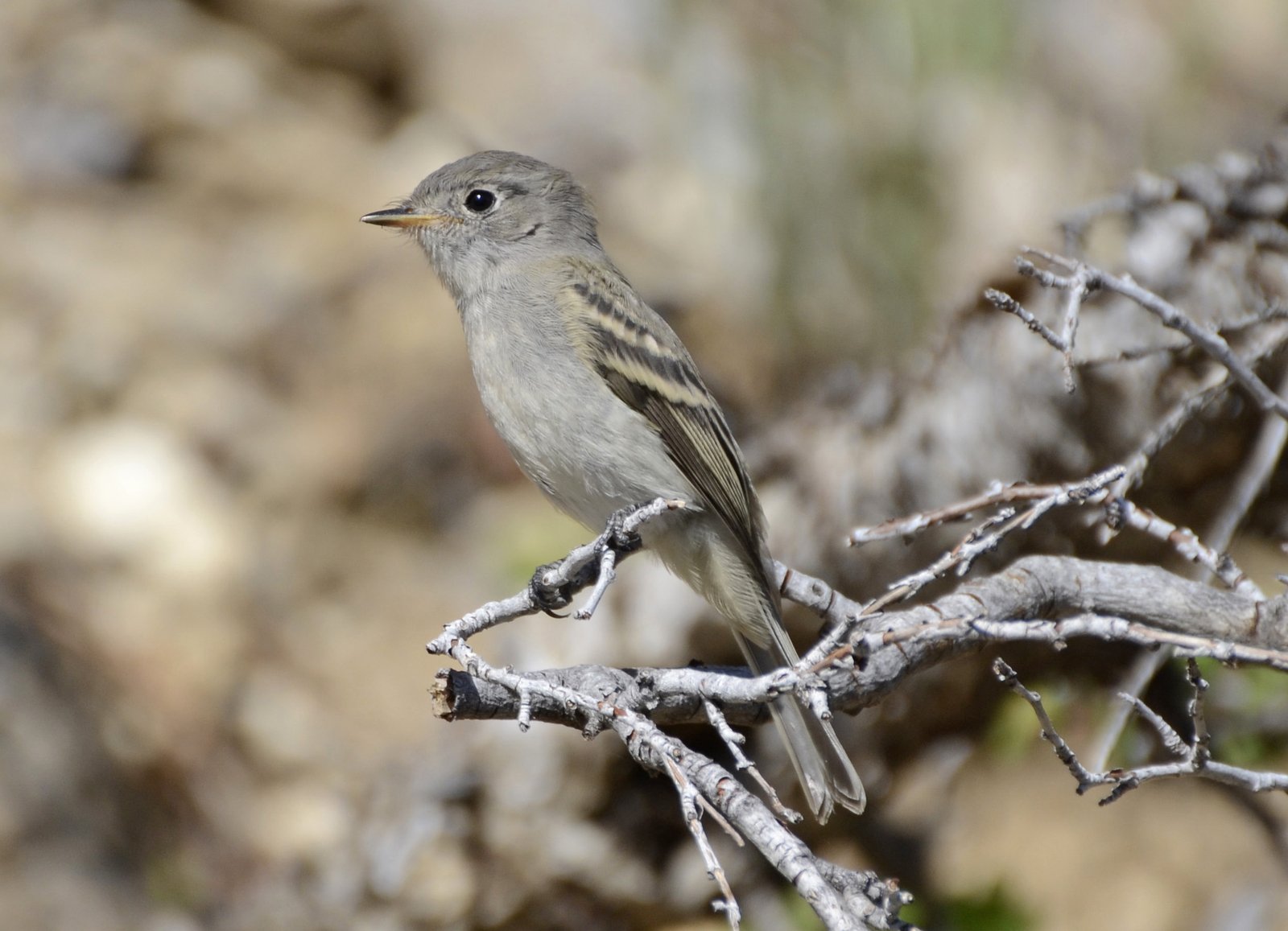 Struikfeetiran (Empidonax oberholseri)