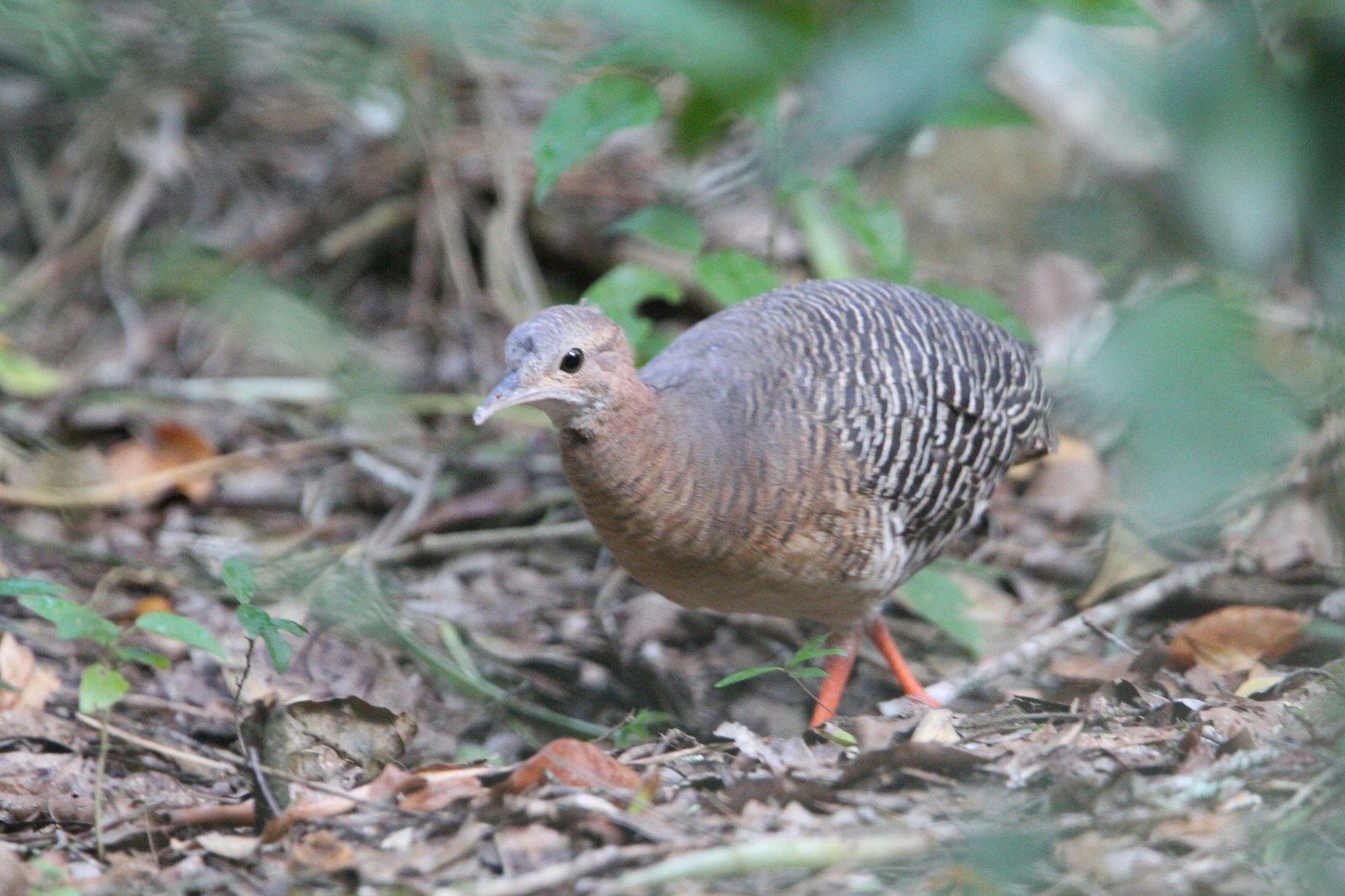 Struiktinamoe (Crypturellus cinnamomeus)