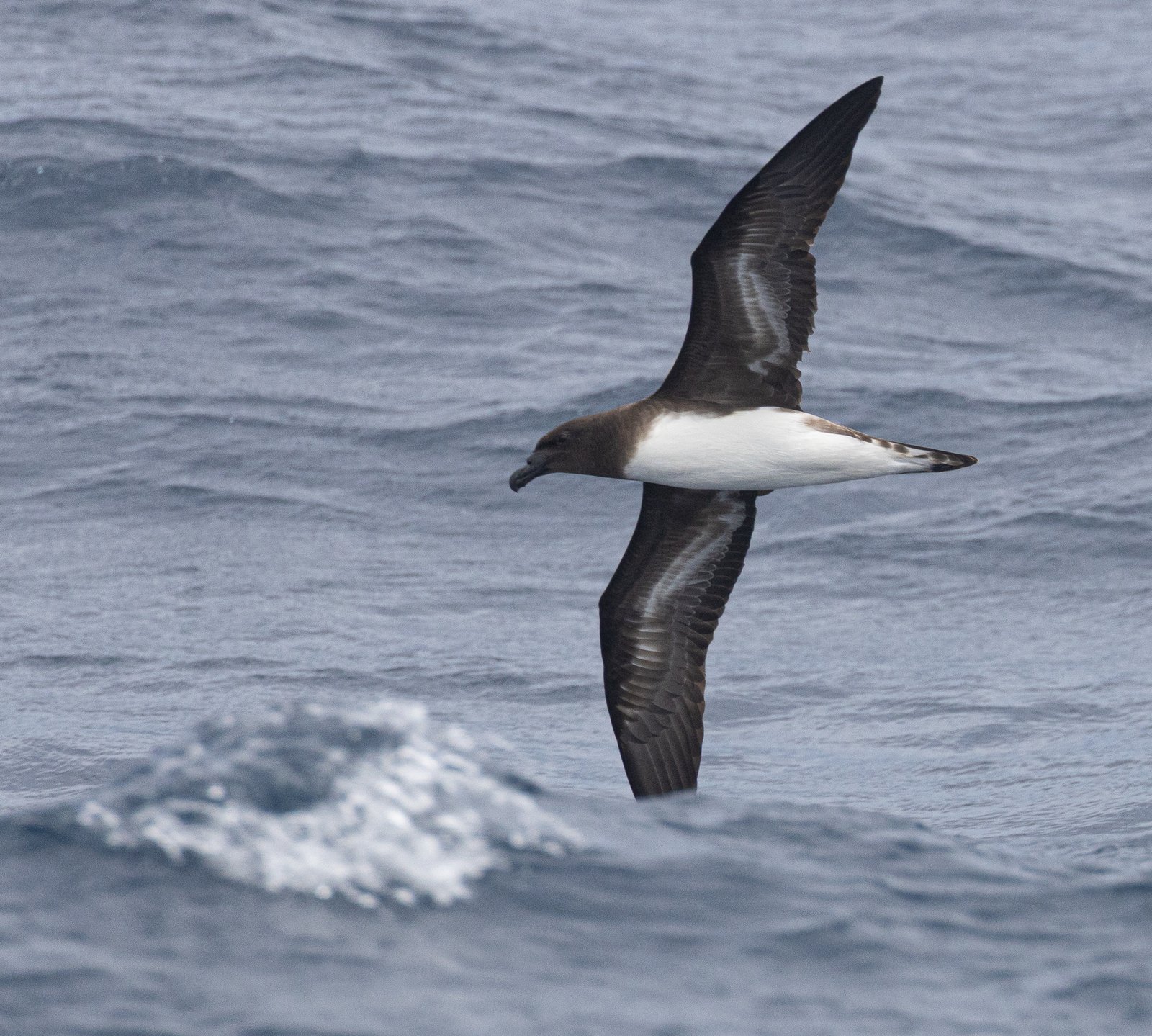 Tahitistormvogel (Pseudobulweria rostrata)