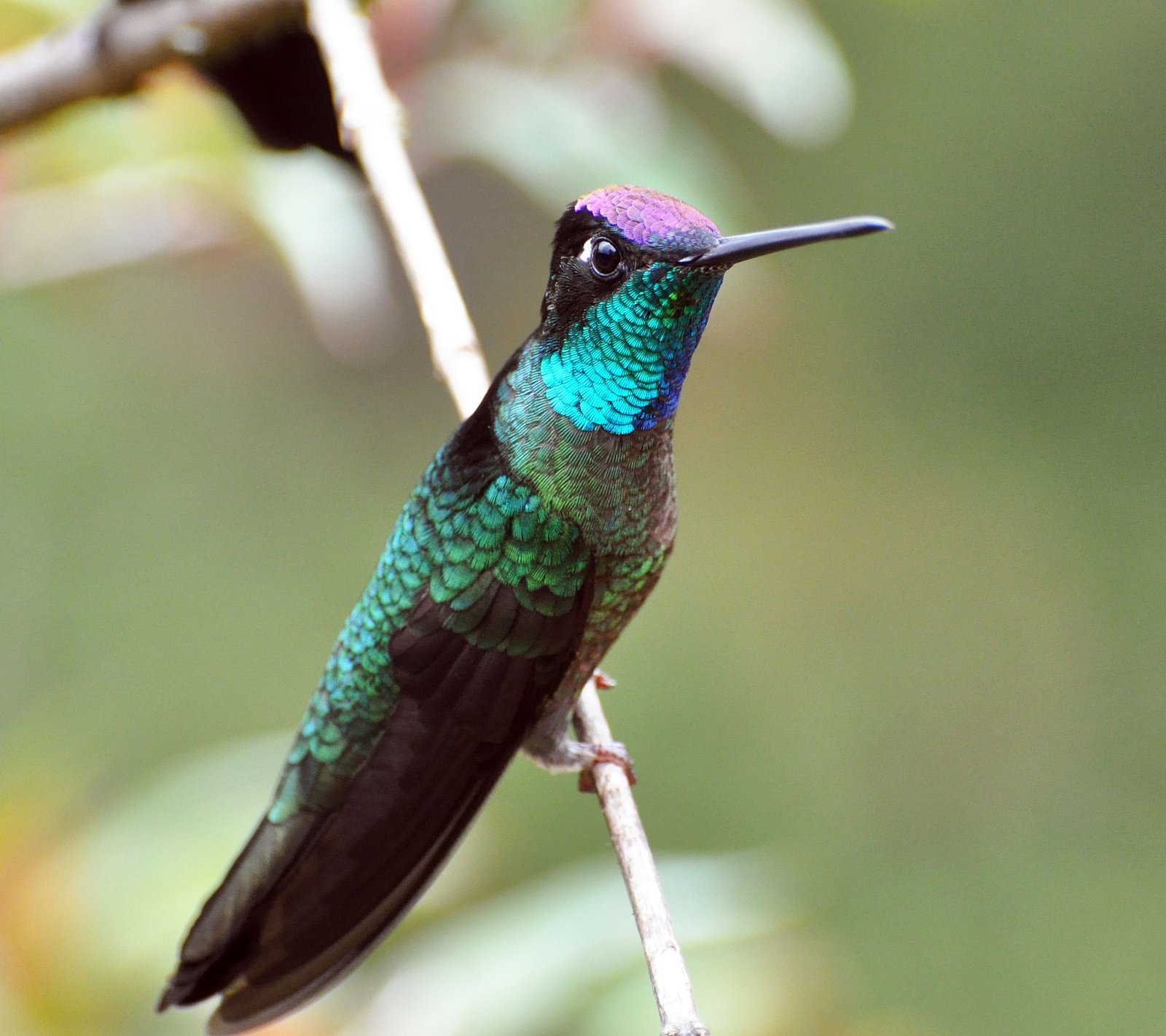 Talamancakolibrie (Eugenes spectabilis)
