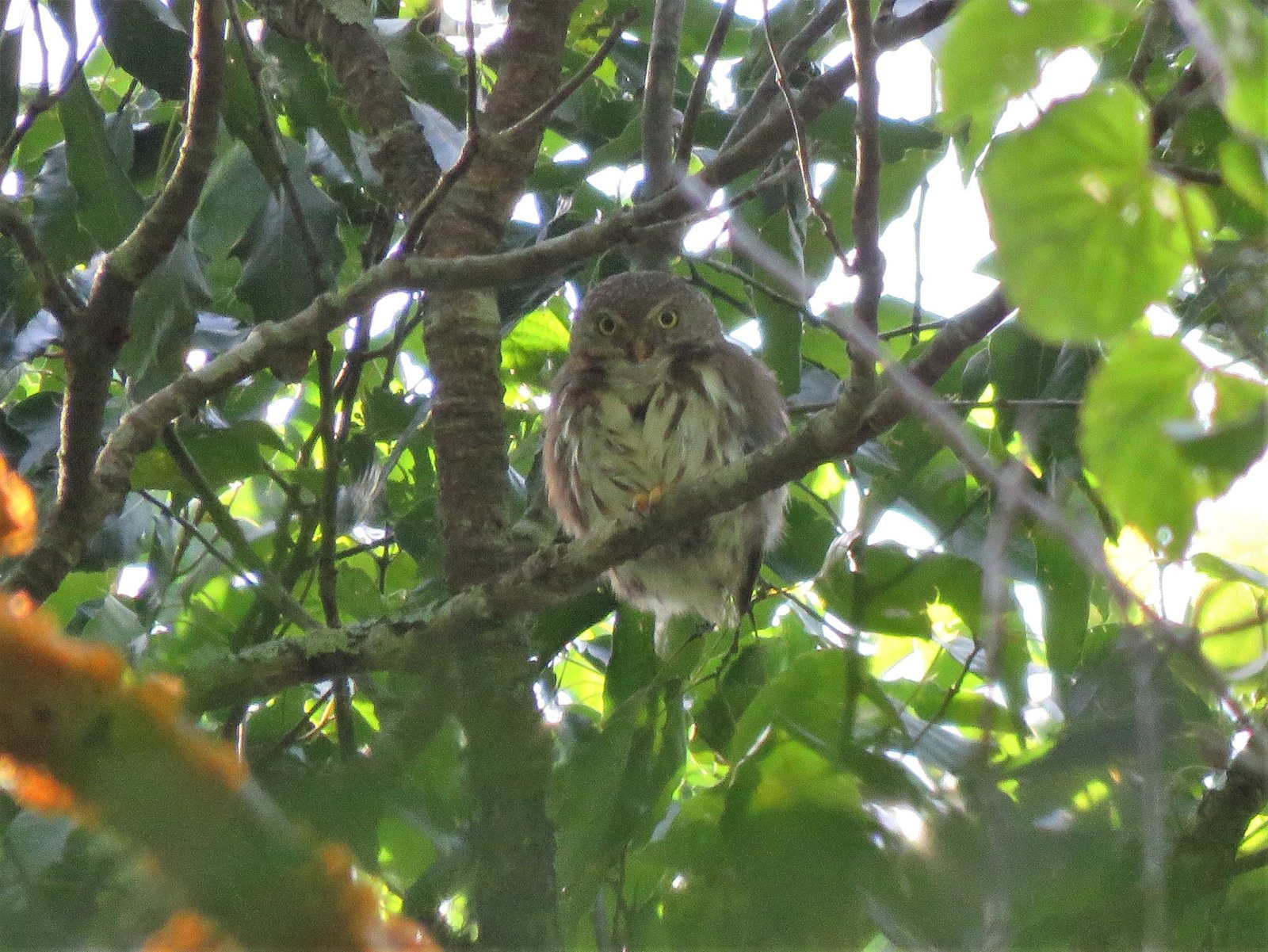 Tamaulipasdwerguil (Glaucidium sanchezi)