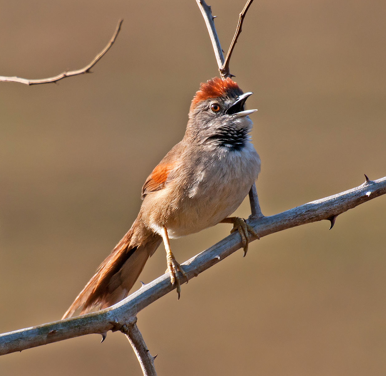 Temmincks stekelstaart (Synallaxis albescens)