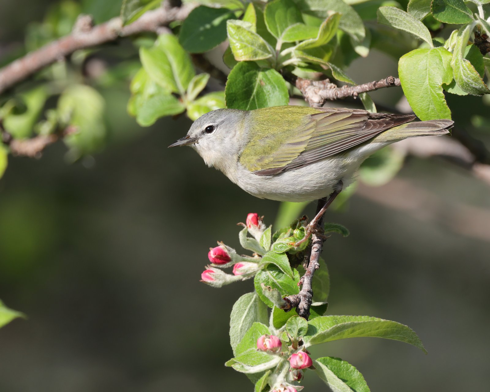 Tennesseezanger (Leiothlypis peregrina)