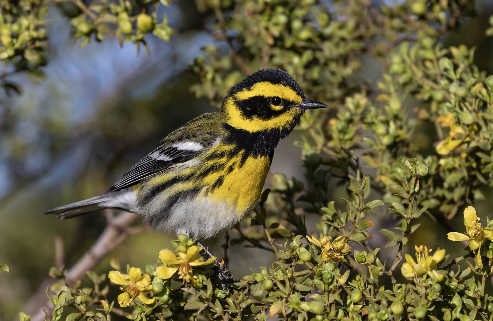 Townsends zanger (Setophaga townsendi)