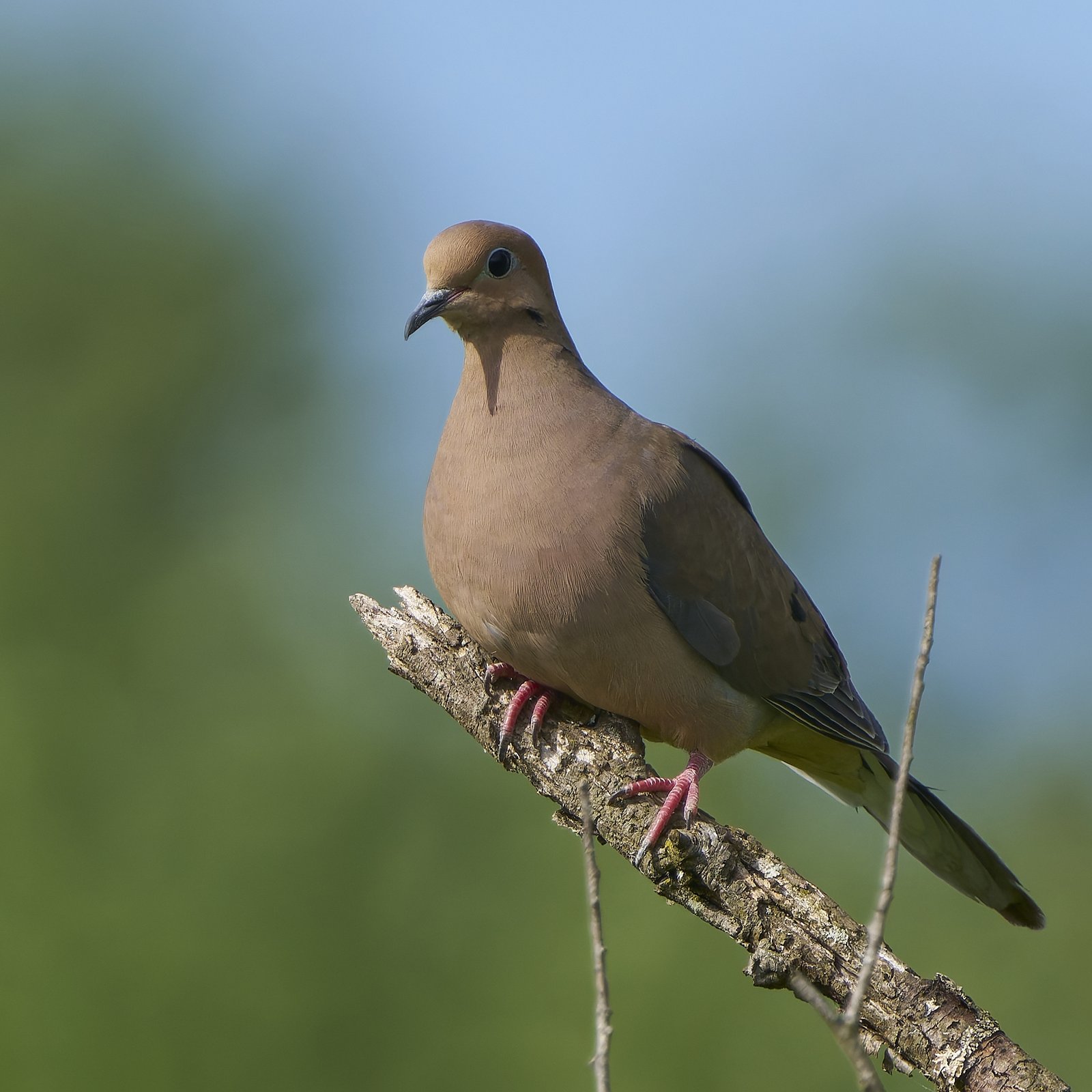 Treurduif (Zenaida macroura)