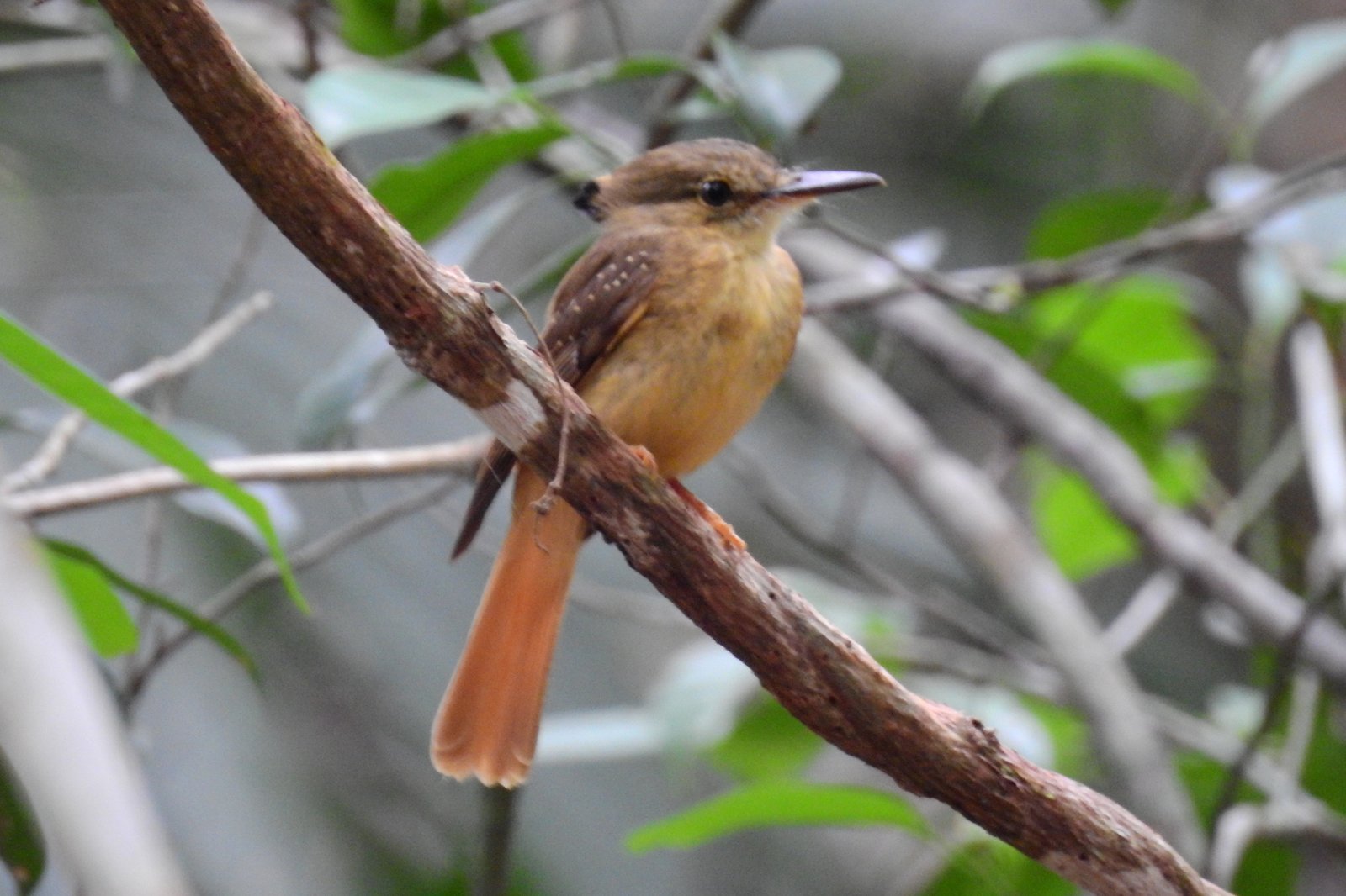 Tropische kroontiran (Onychorhynchus coronatus)