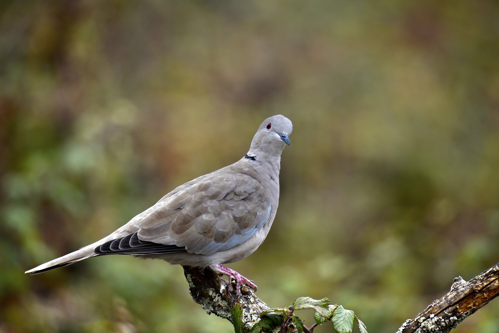 Turkse tortel (Streptopelia decaocto)