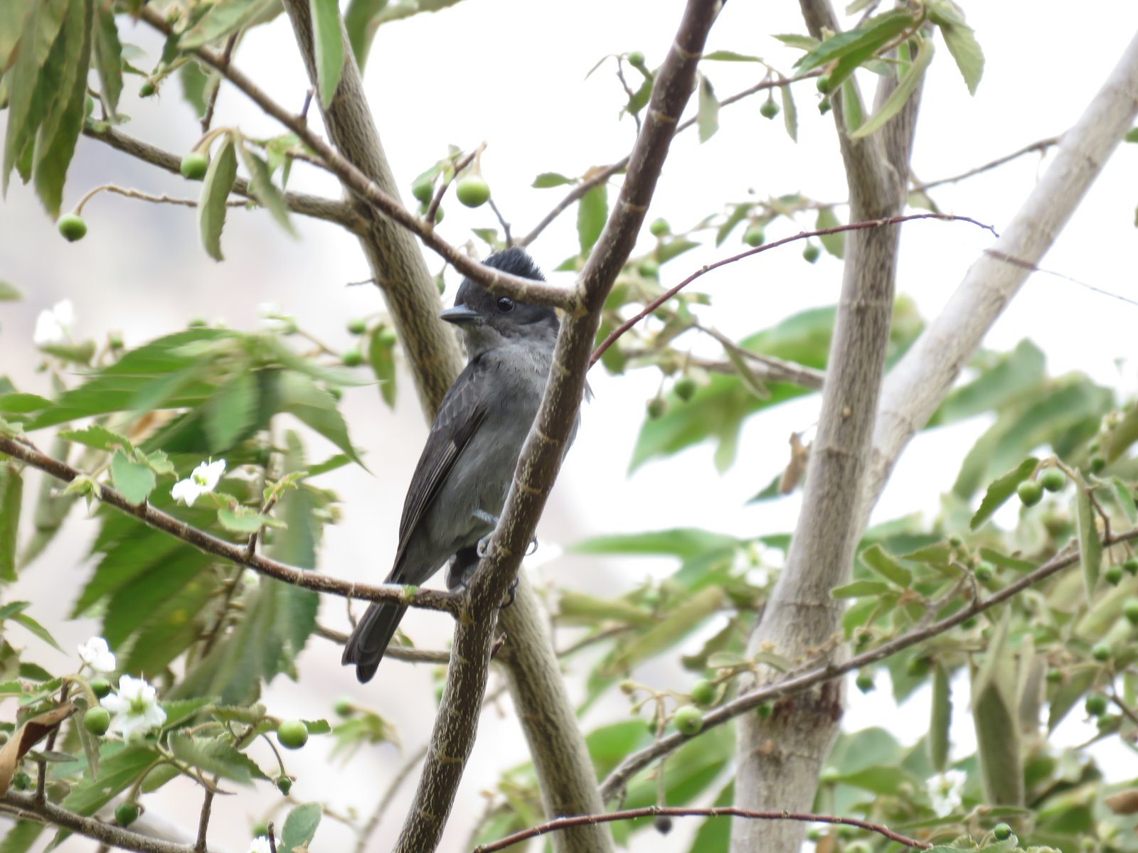 Vale bekarde (Pachyramphus homochrous)