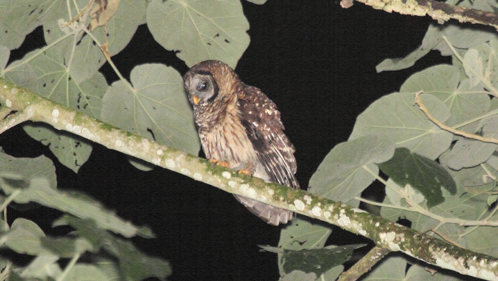 Vale bosuil (Strix fulvescens)