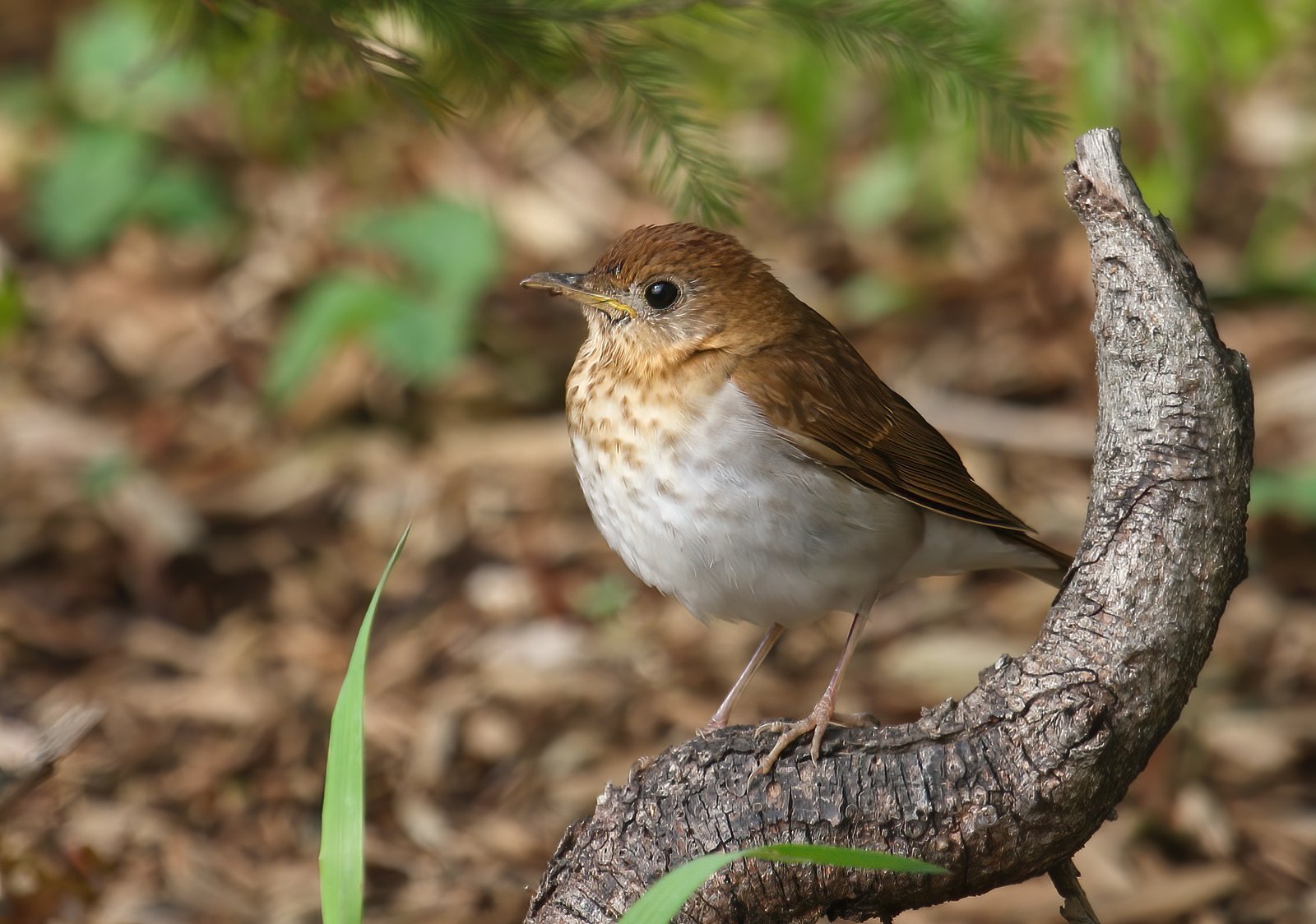 Veery (Catharus fuscescens)