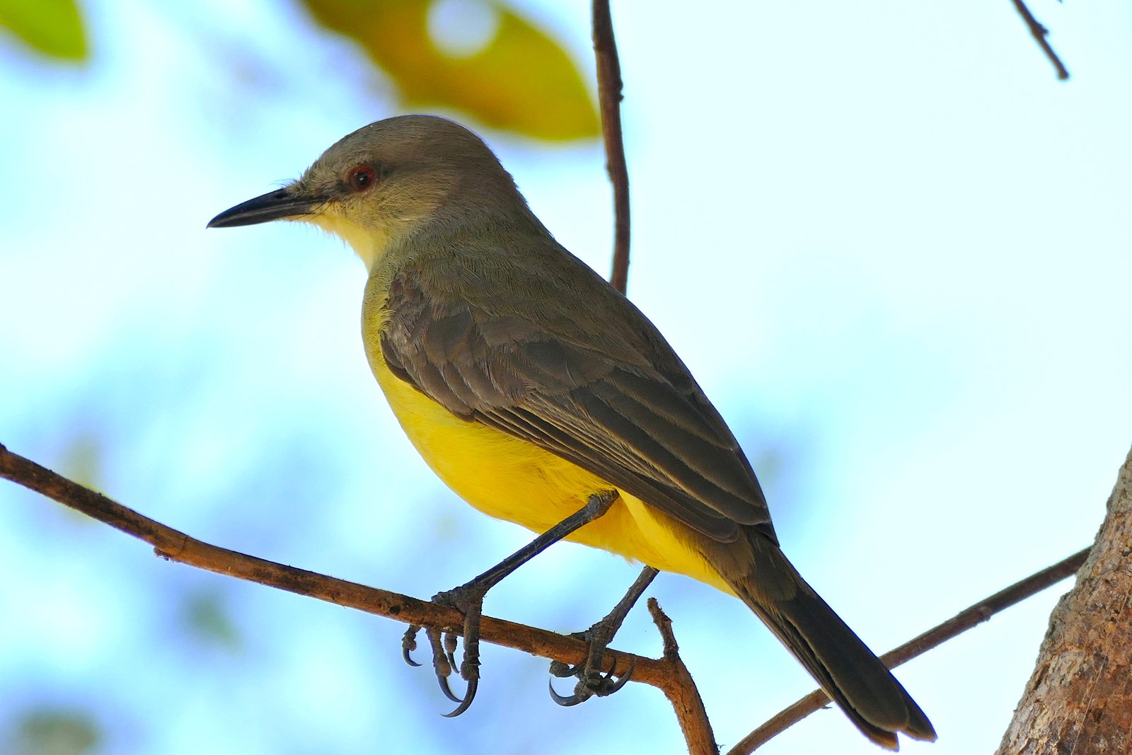Veetiran (Machetornis rixosa)