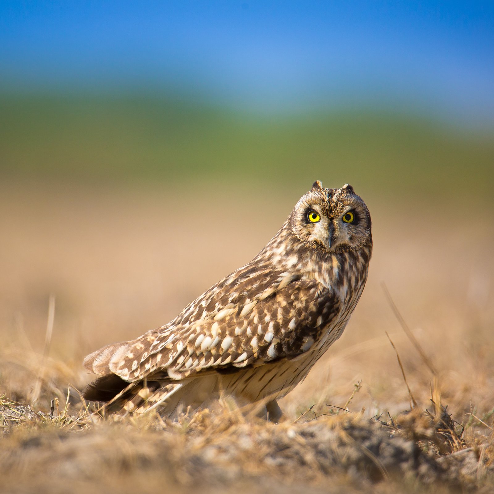 Velduil (Asio flammeus)