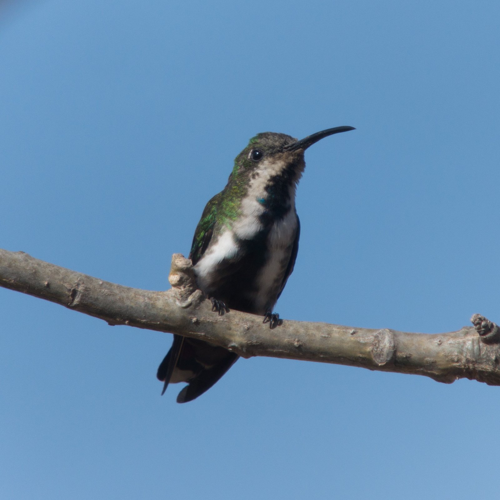 Veraguamango (Anthracothorax veraguensis)