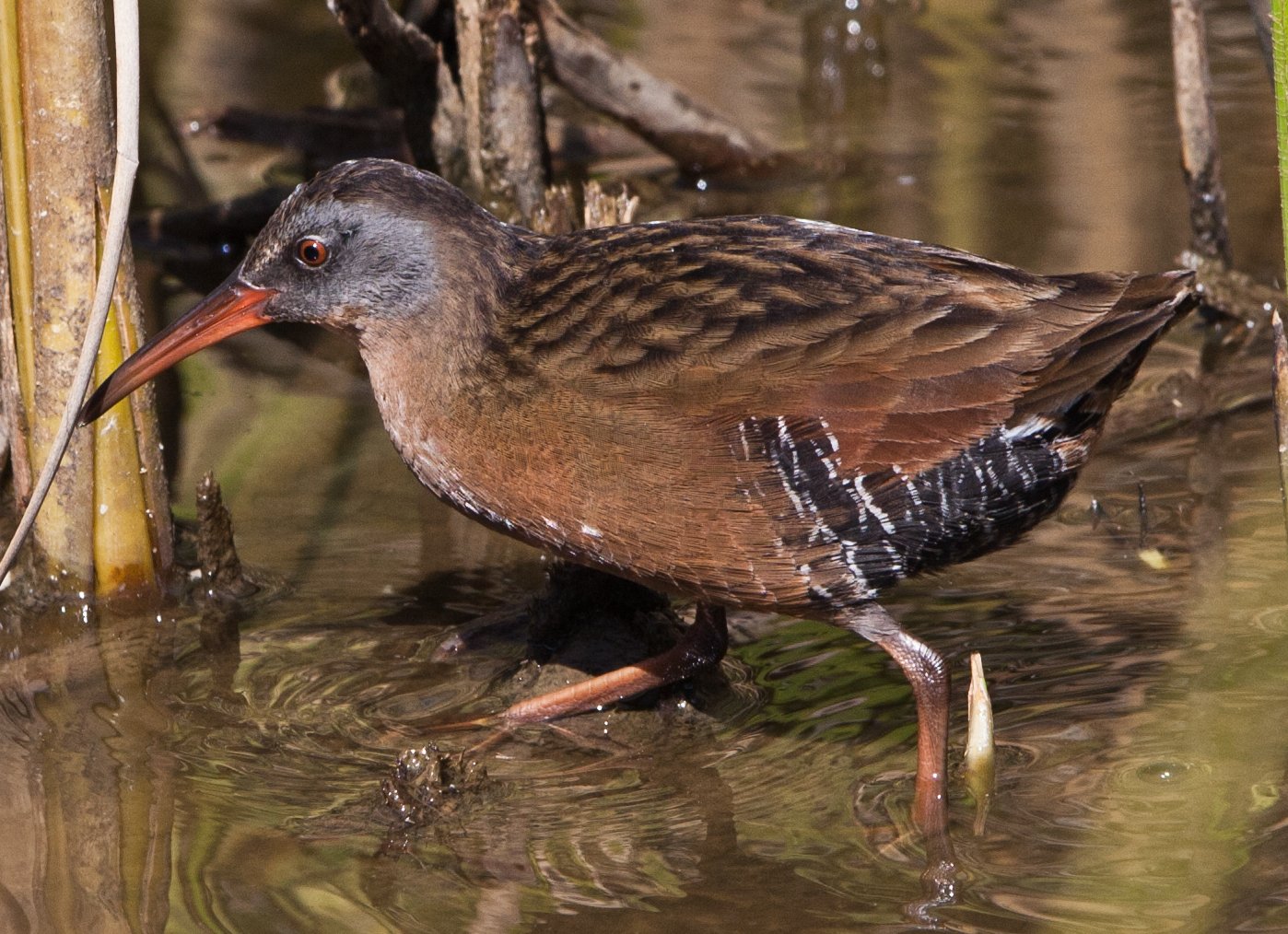 Virginiaral (Rallus limicola)