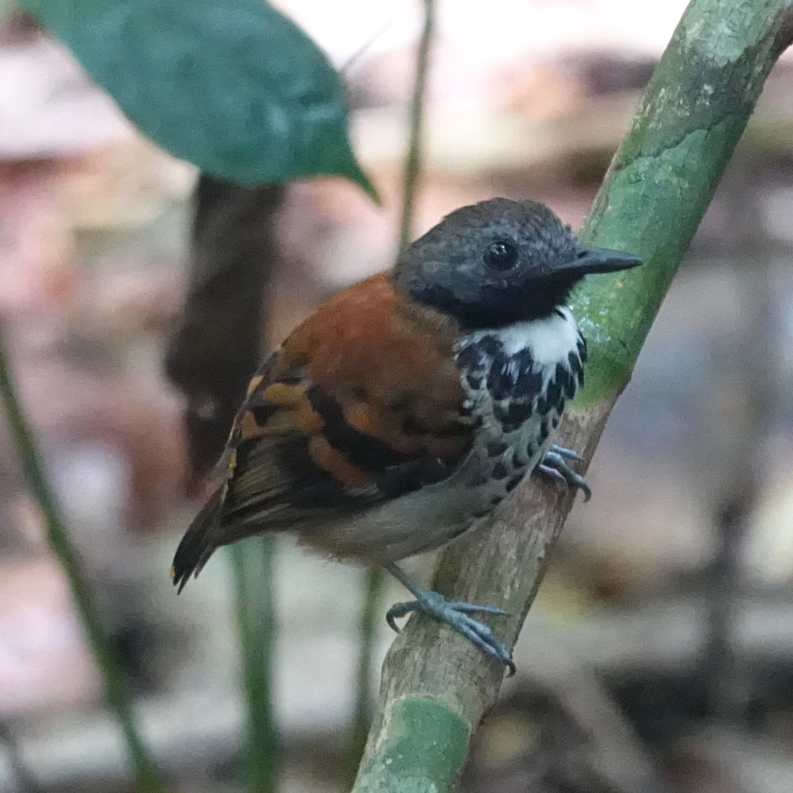 Vlekborstmiervogel (Hylophylax naevioides)