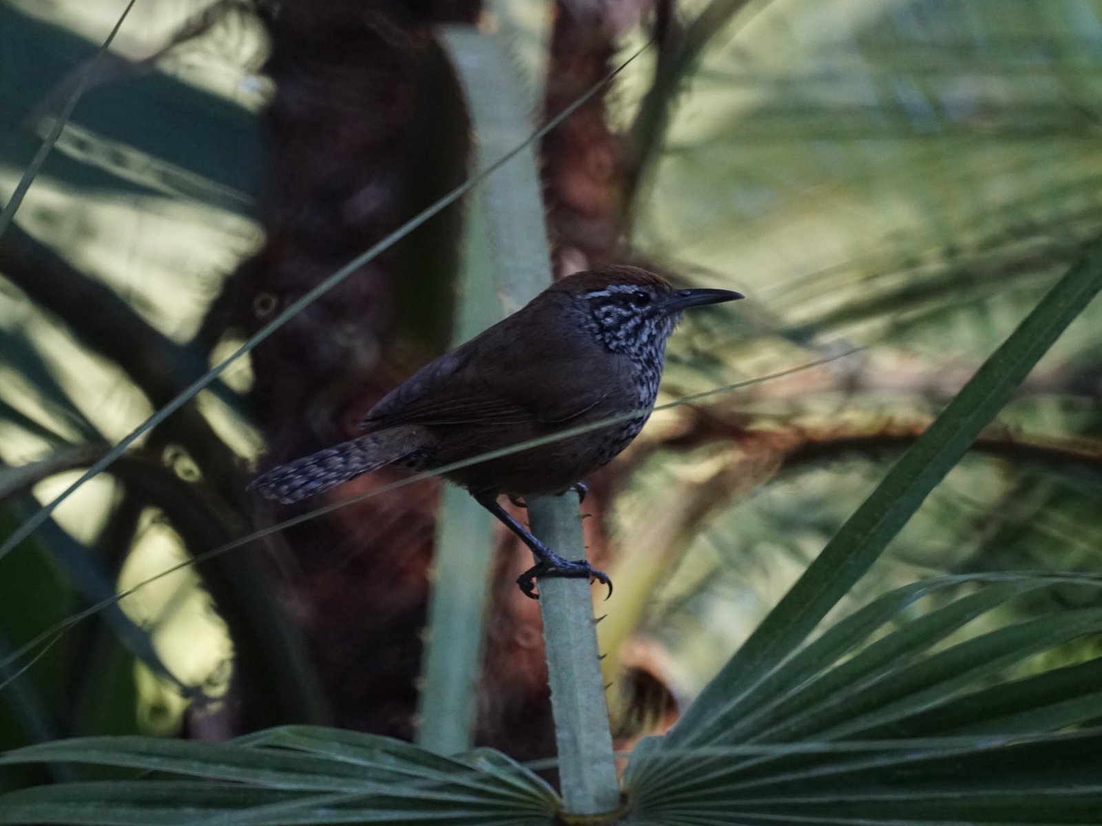 Vlekborstwinterkoning (Pheugopedius maculipectus)