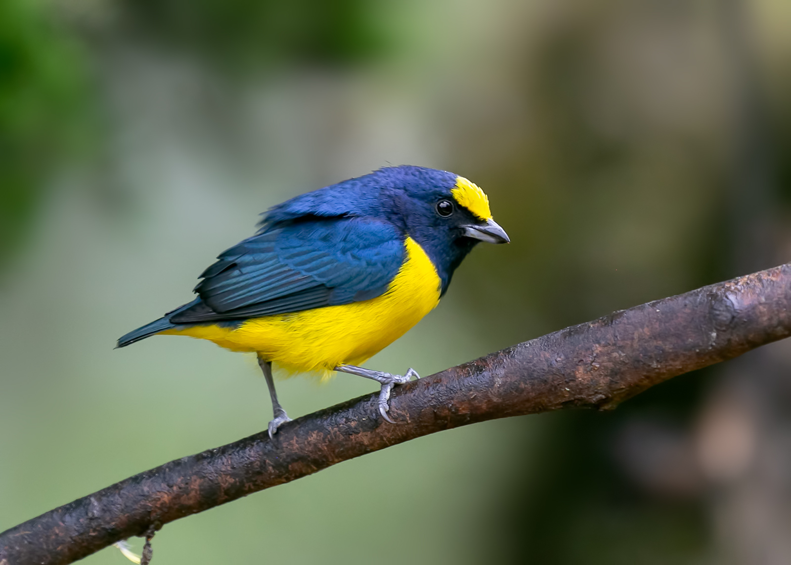 Vlekkruinorganist (Euphonia imitans)