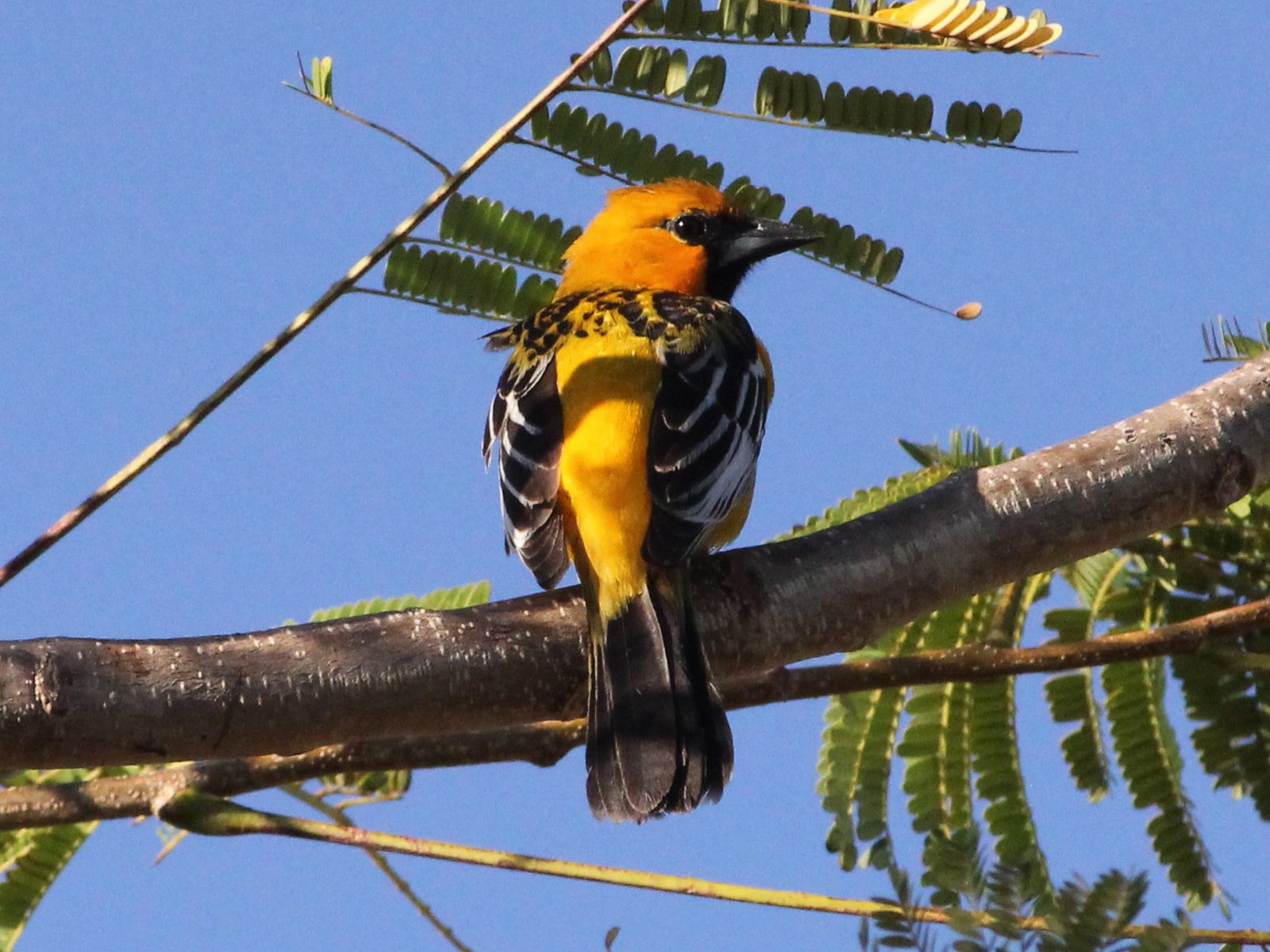 Vlekrugtroepiaal (Icterus pustulatus)