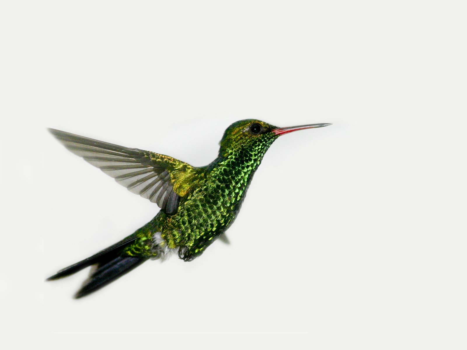 Vorkstaartsmaragdkolibrie (Cynanthus canivetii)