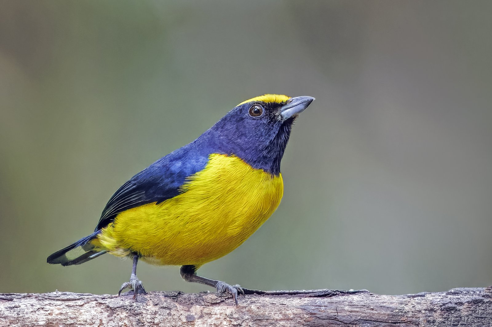 Vuurbuikorganist (Euphonia xanthogaster)