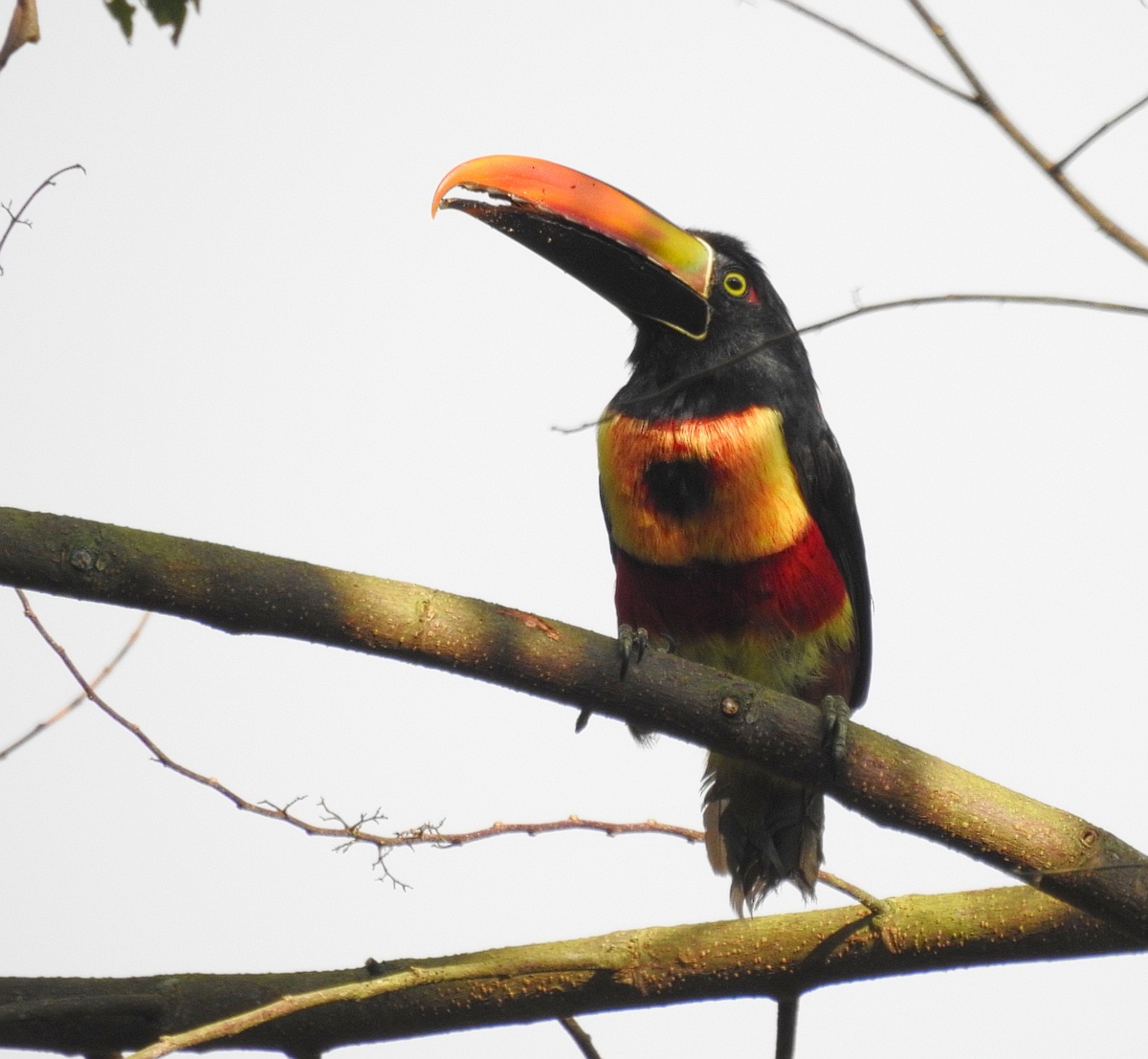 Vuursnavelarassari (Pteroglossus frantzii)