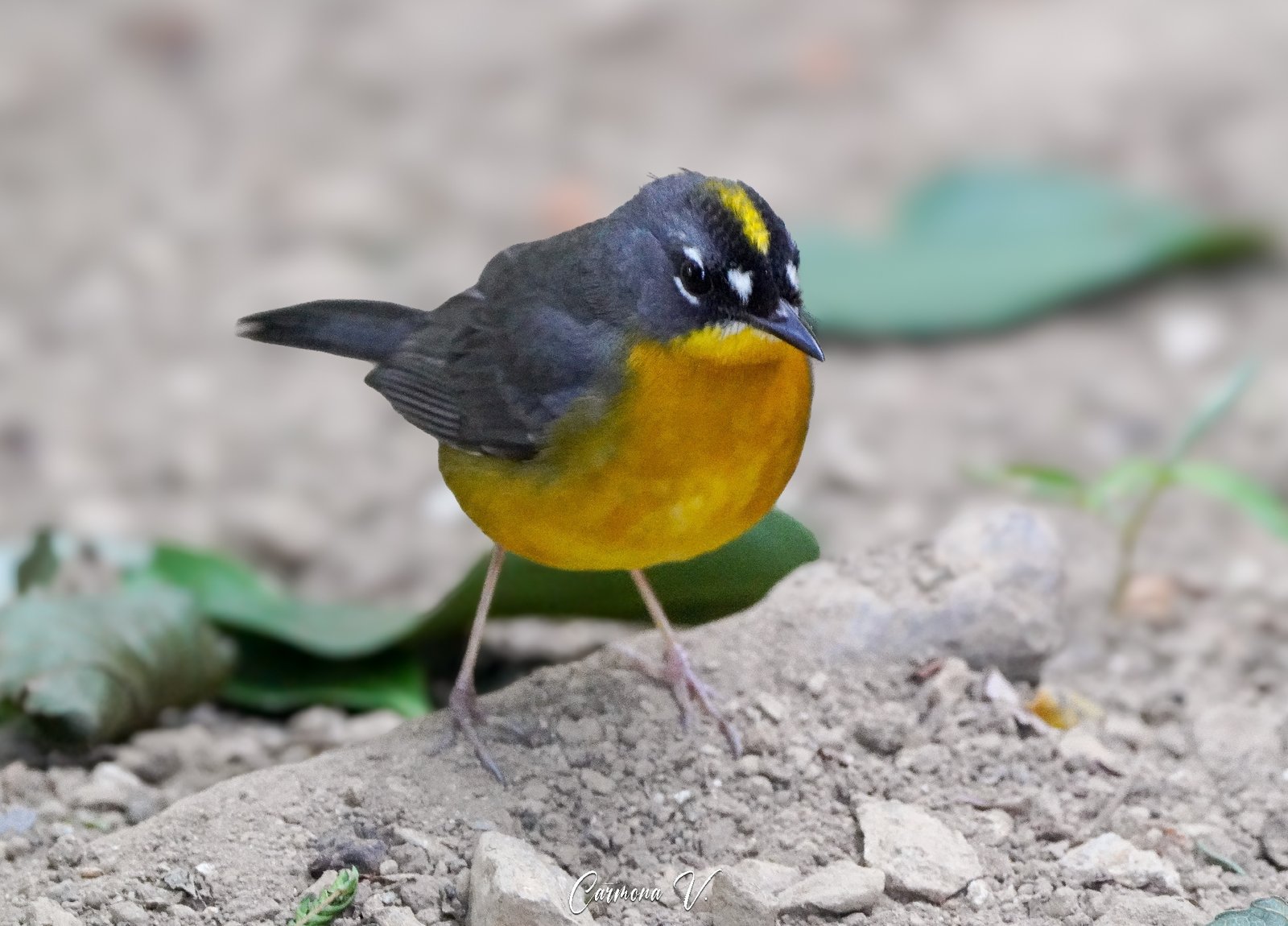 Waaierzanger (Basileuterus lachrymosus)