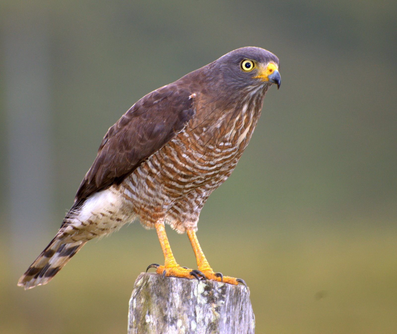 Wegbuizerd (Rupornis magnirostris)