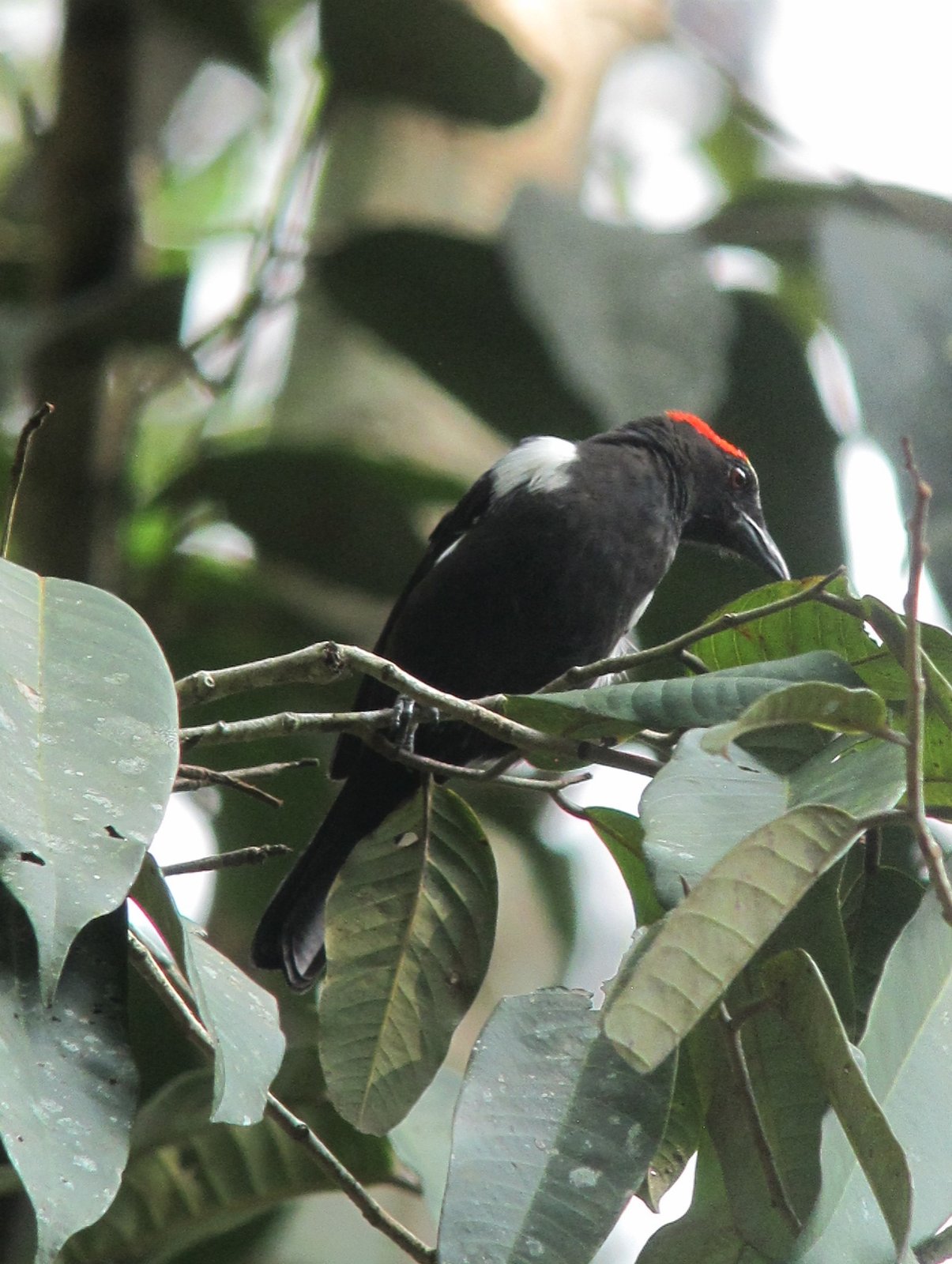 Wenkbrauwkuiftangare (Heterospingus xanthopygius)