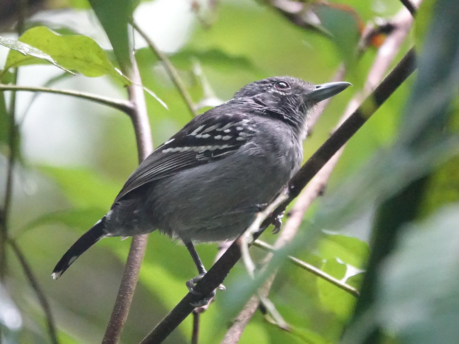 Westelijke gevlekte mierklauwier (Thamnophilus atrinucha)