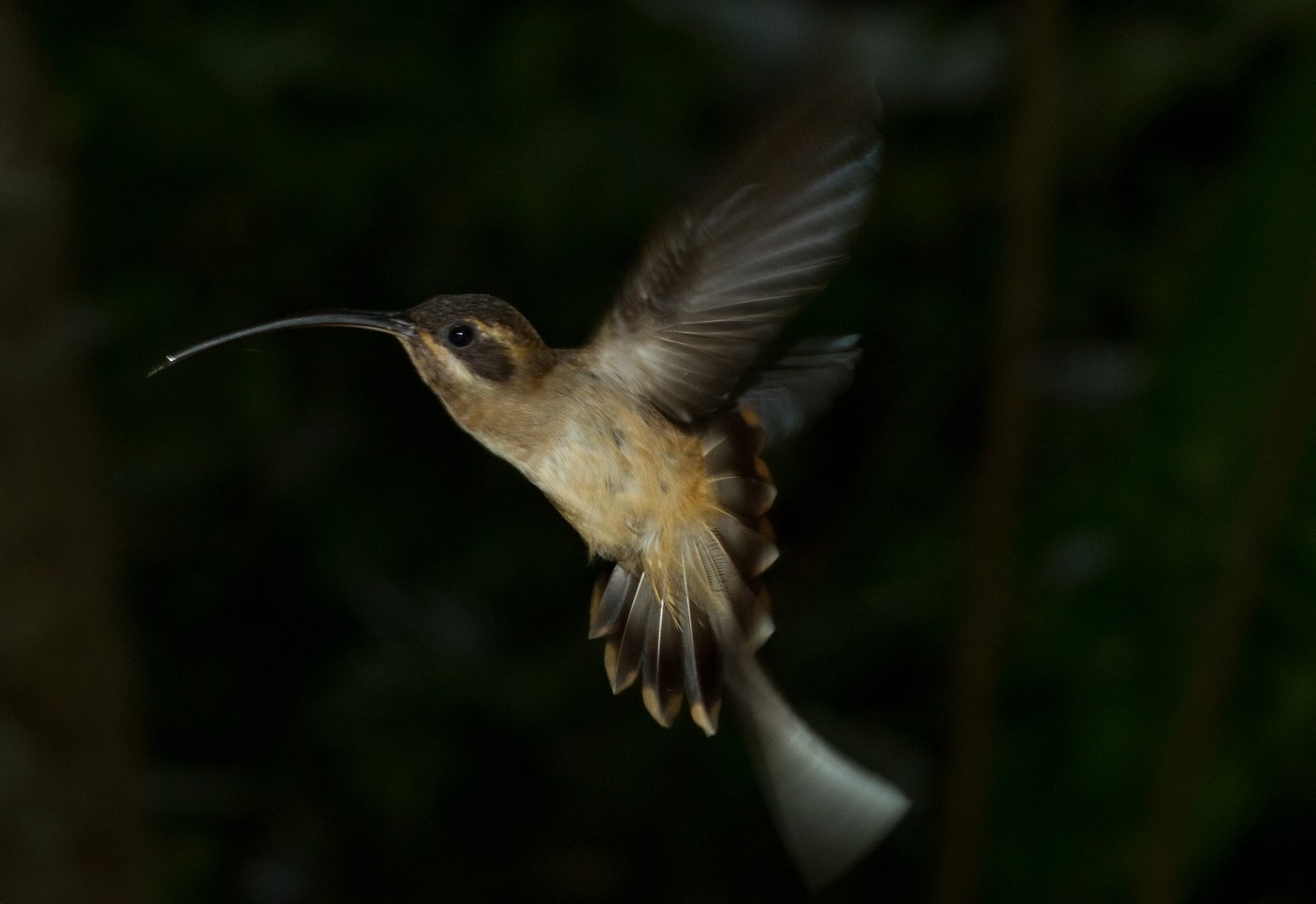 Westelijke langstaartheremietkolibrie (Phaethornis longirostris)