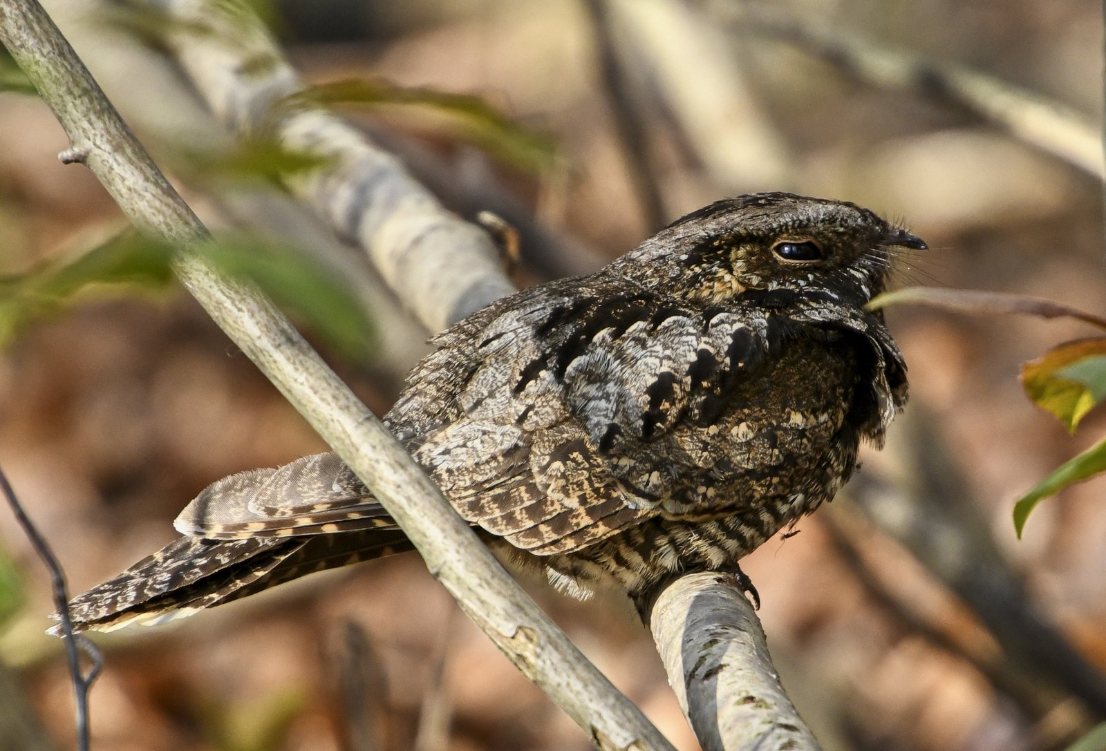 Whippoorwill (Antrostomus vociferus)