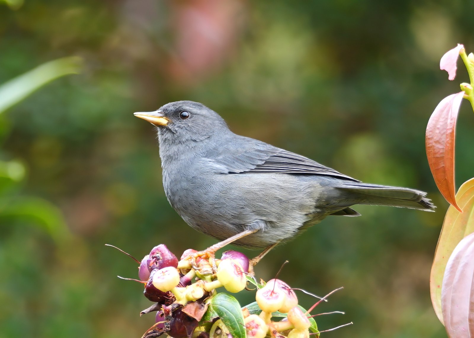 Wigsnavelgors (Acanthidops bairdi)